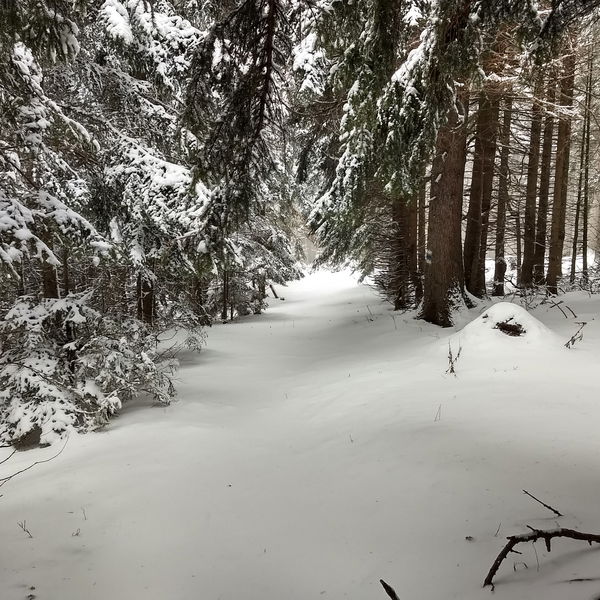Winterspaziergang über den Gahns