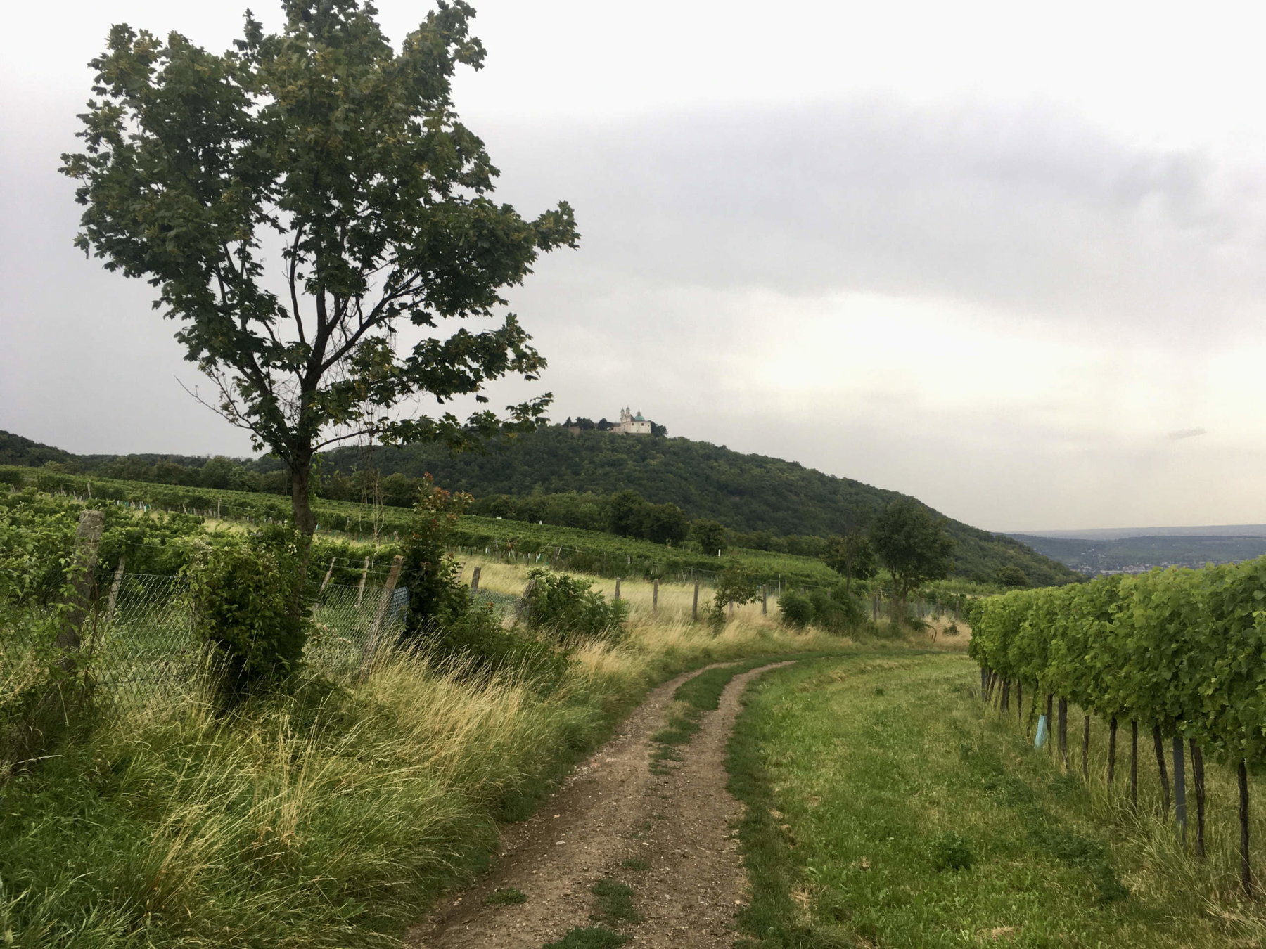 Weingärten mit Blick zum Leopoldsberg