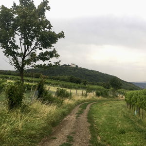 Stadtwanderweg 1A Leopoldsberg