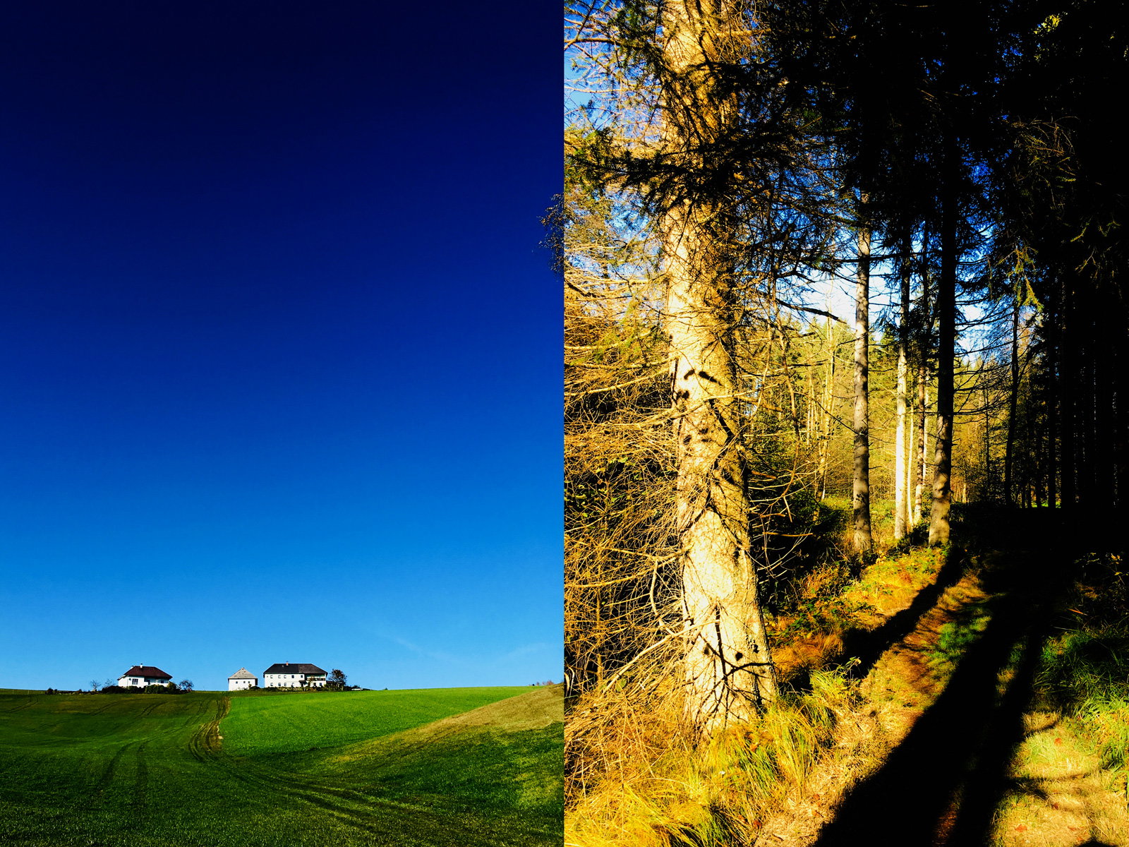 Ein Bauernhof, dazu das Einfamilienhaus der Kinder und der leere Wald. Stereotypisch. (Fotos: Stefan Hochhold)