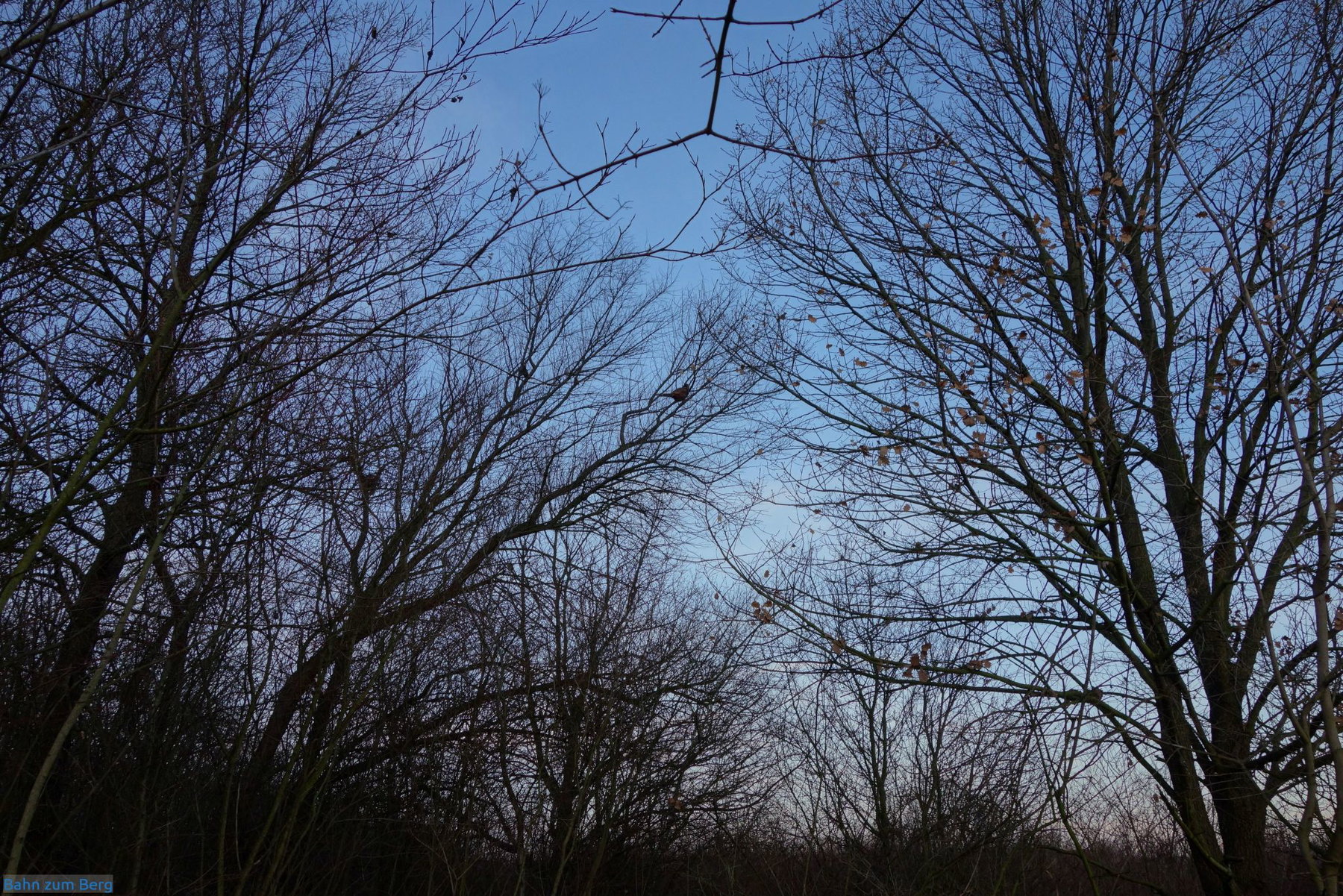 Auf einem Ast hoch im Baum sitzt...