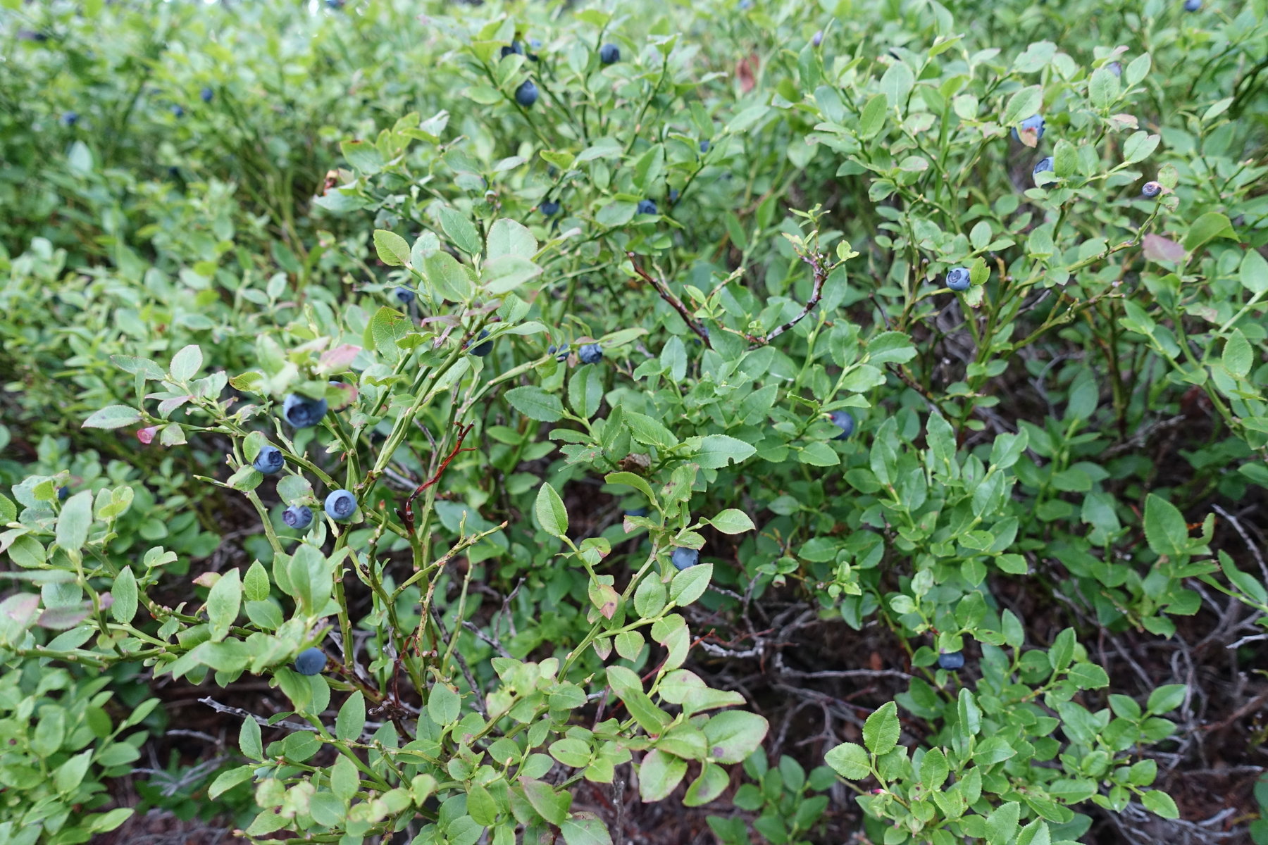 Im Abstieg von der Scheibe gibt es rechts und links des Weges Unmengen an Heidelbeeren.