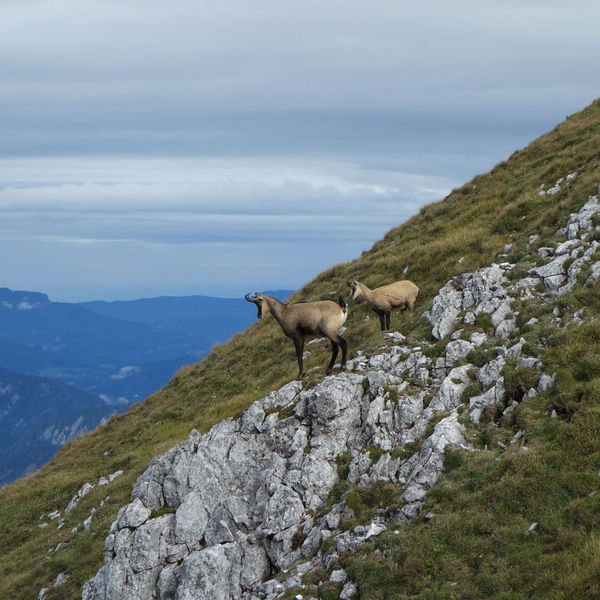 Zwischen Mürzsteg und Niederalpl