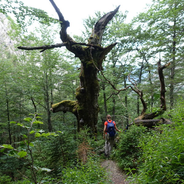 Am Rande des Wildnisgebiets Dürrenstein