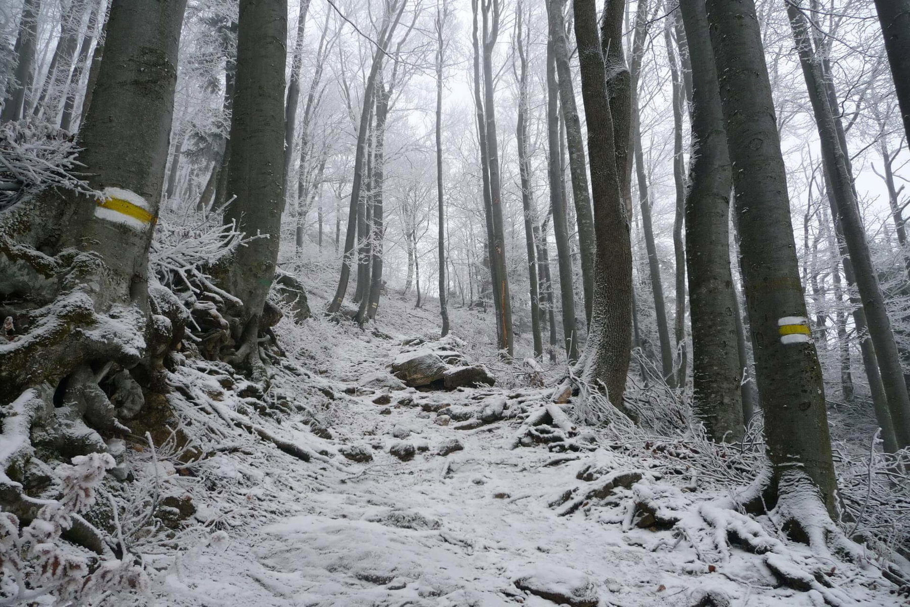 Schöner Waldaufstieg zur Edelweißhütte.