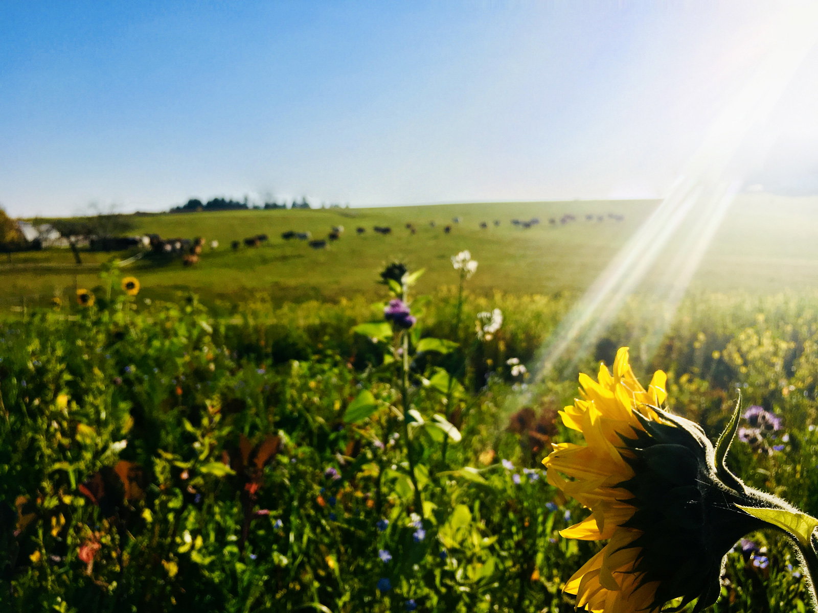Rinderherde & Sonnenblume (Foto: Stefan Hochhold)
