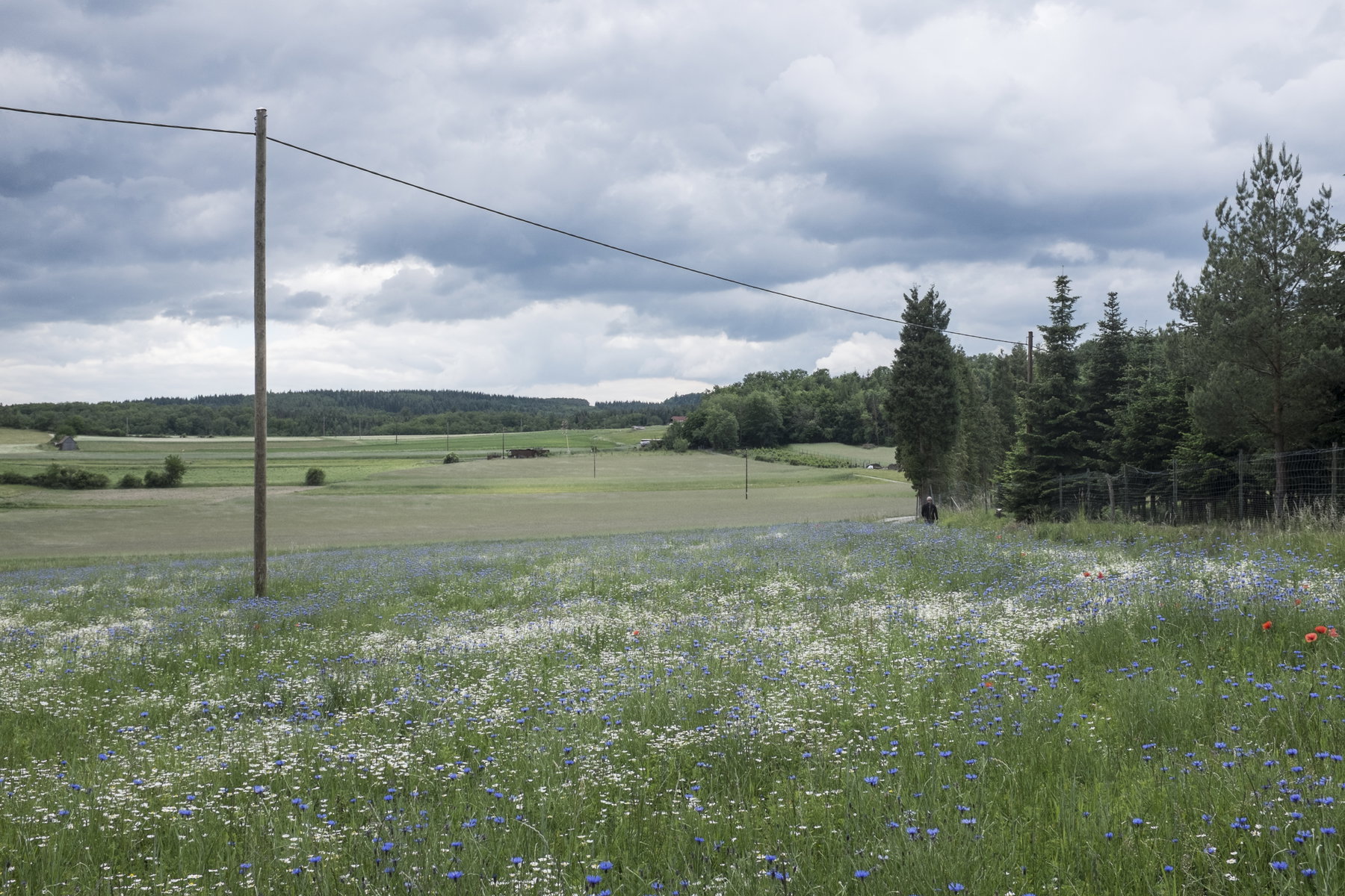 Blumenwiese. Foto: Birgit Reiter