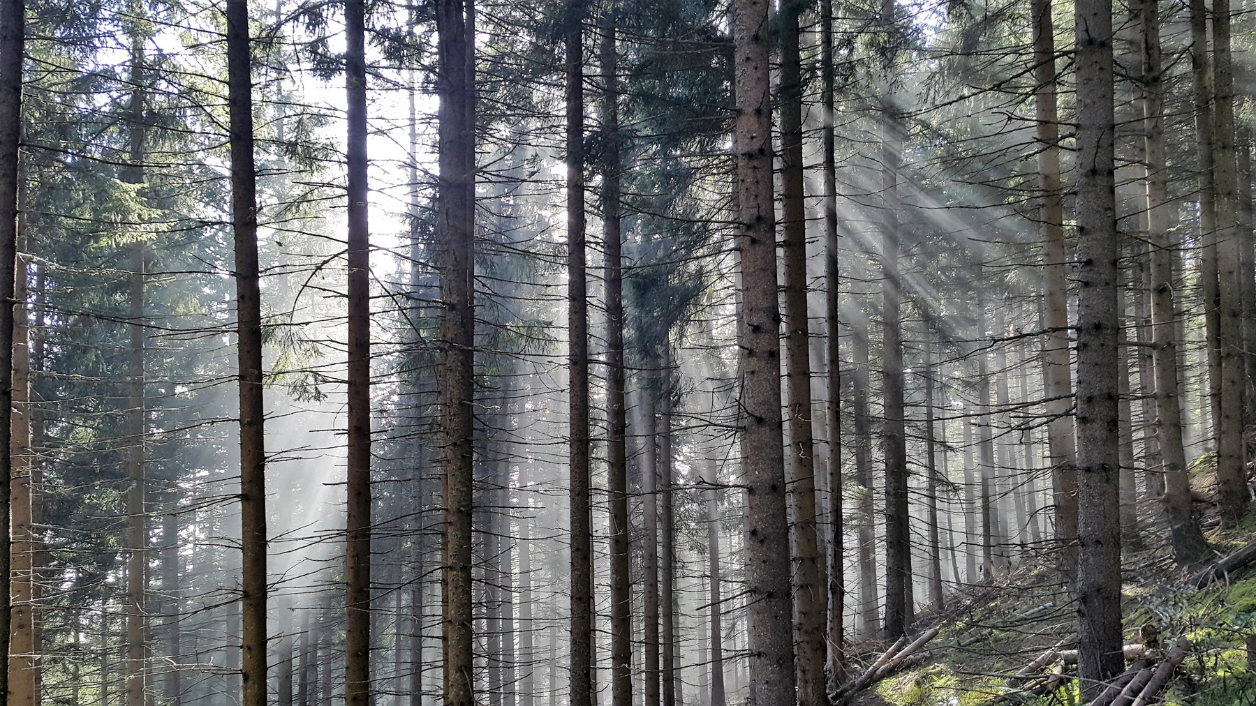 Wald Meßnerin