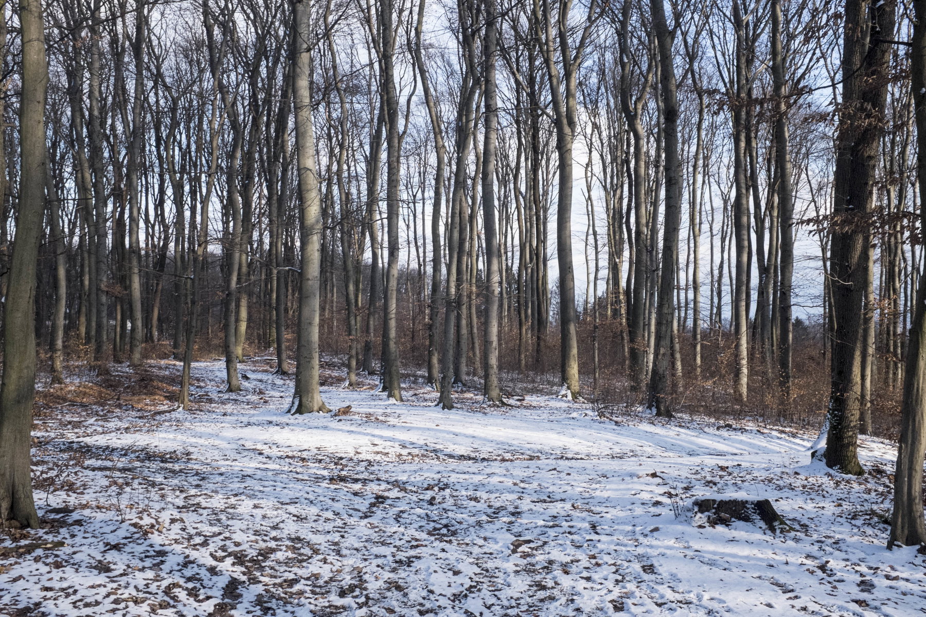 Michaelerbergwald. Foto: Birgit Reiter