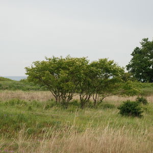43 Natura Trail „Der Bisamberg“