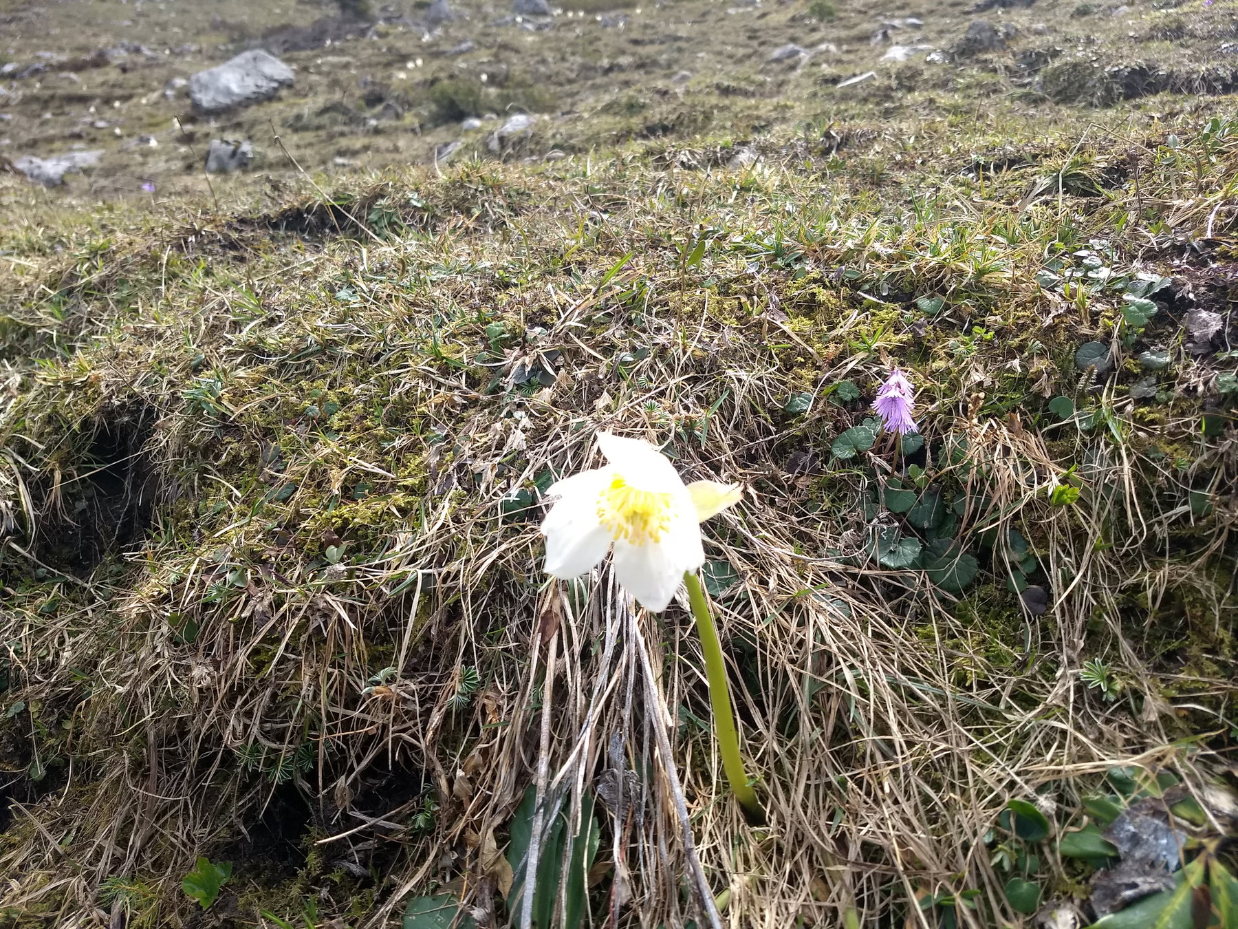 Wieder zahllose Schneerosen in voller Blüte. Foto: Nikolaus Vogl