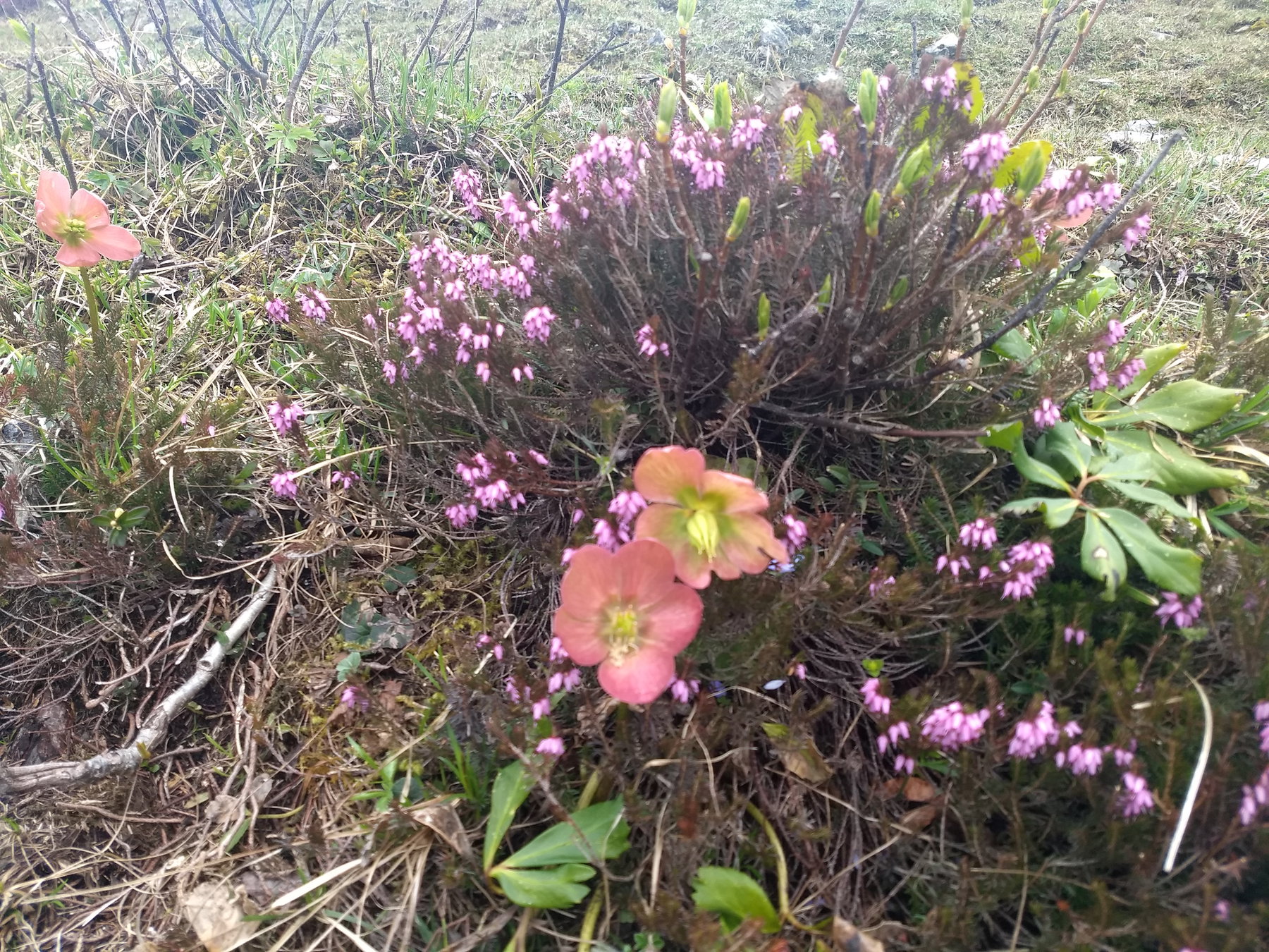 Schneerosenblüte am ganzen Berg. Foto: Nikolaus Vogl