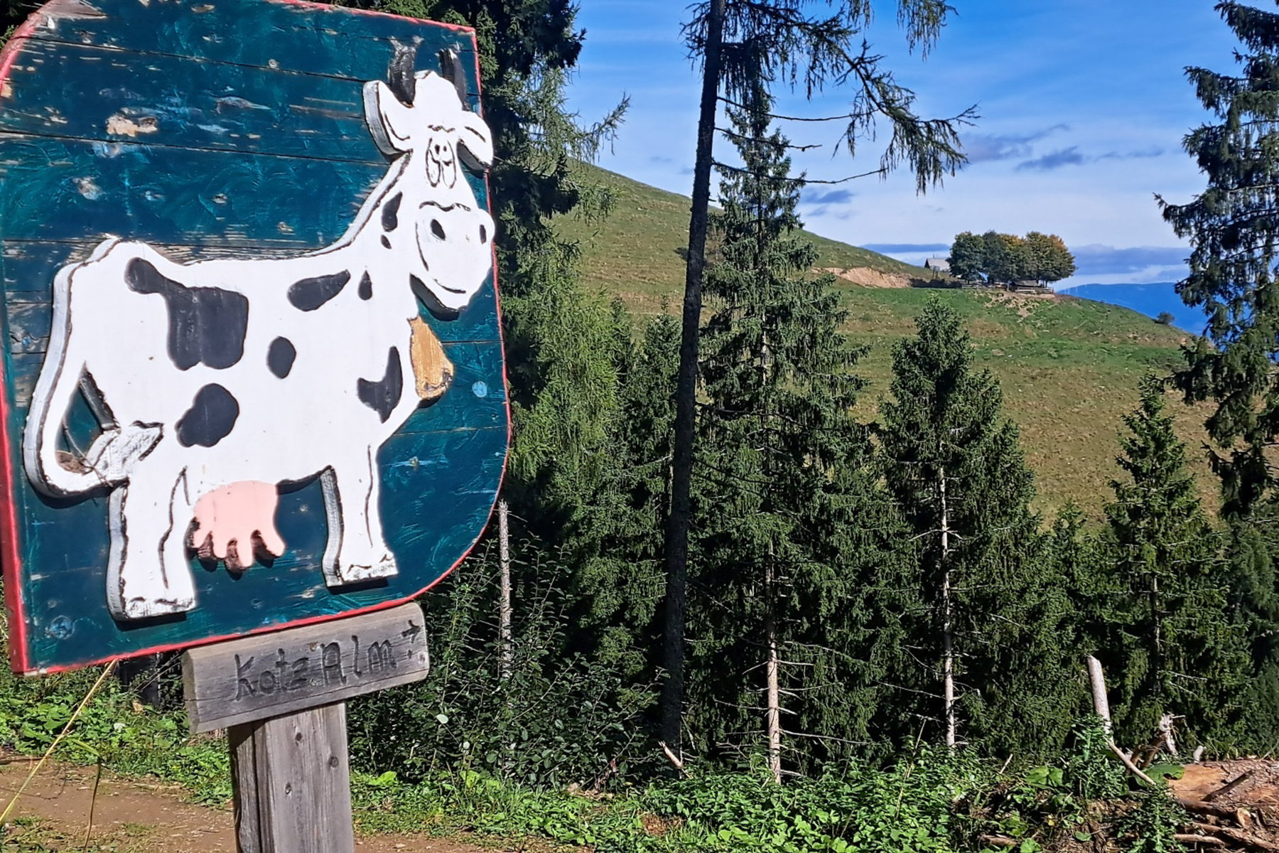 Sanft ansteigender Weg durch den Nadelwald. Foto: Birgit Reiter