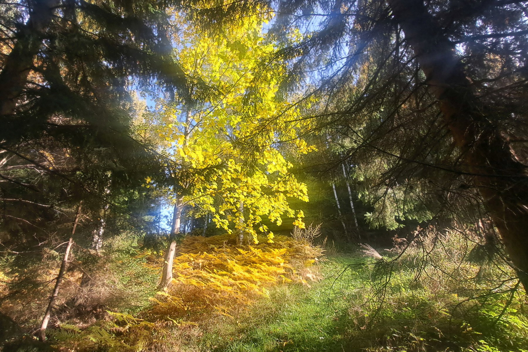 Der letzte Anstieg zum Gamskarkogel. Foto: Birgit Reiter