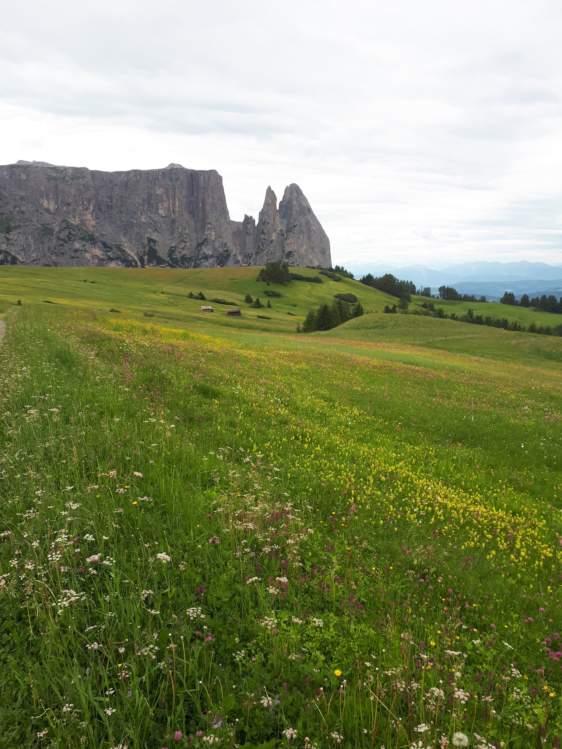 Blick über das Blumenmeer der Seiser Alm hinüber zum Schlern, unser heutiges Tagesziel. Foto: Konrad Gwiggner