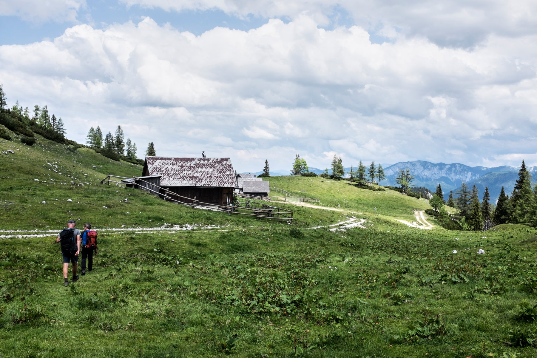 Graualm. Foto: Birgit Reiter