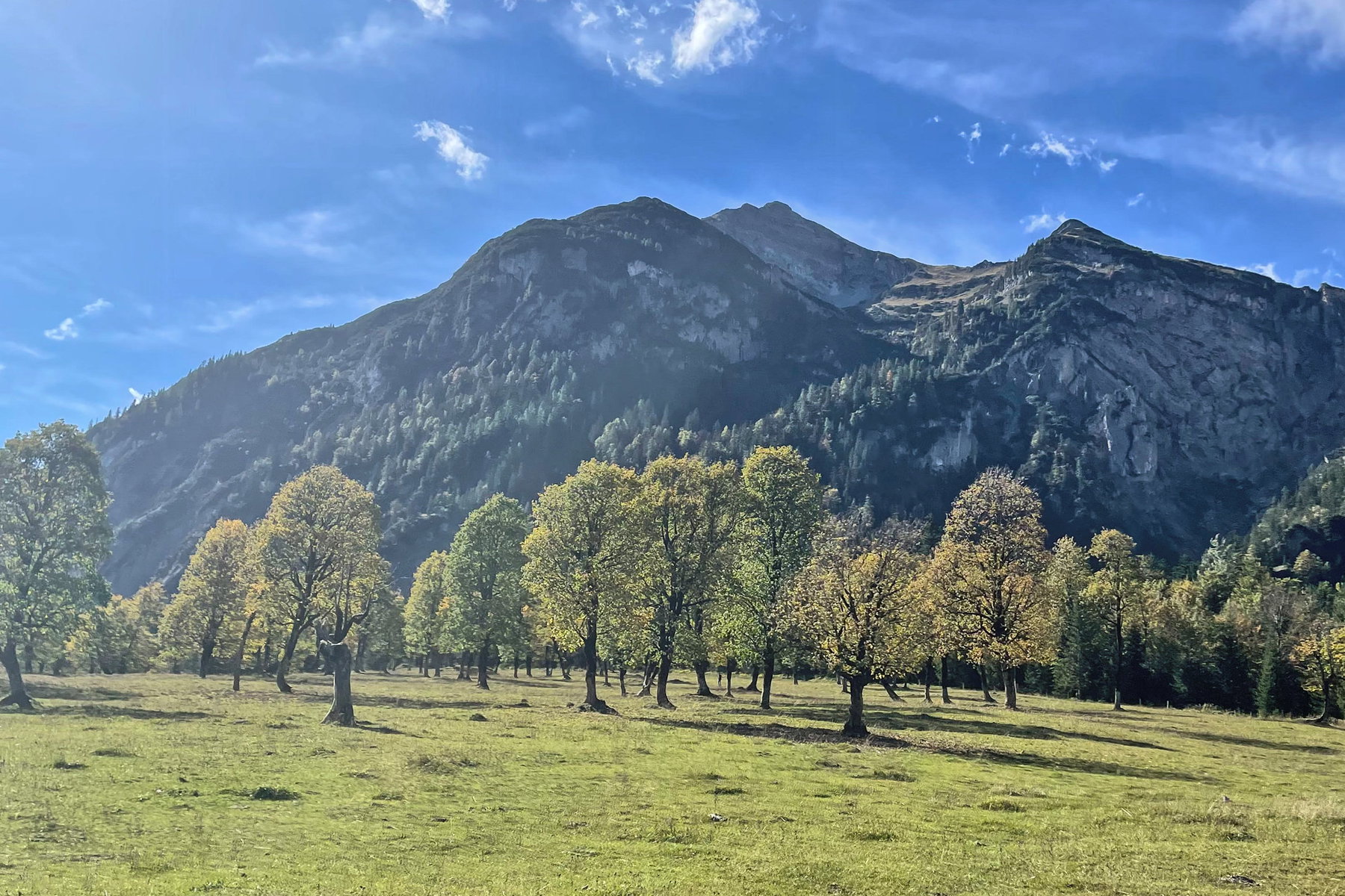 großer Ahornboden Richtung Westen. Foto: David Kurz