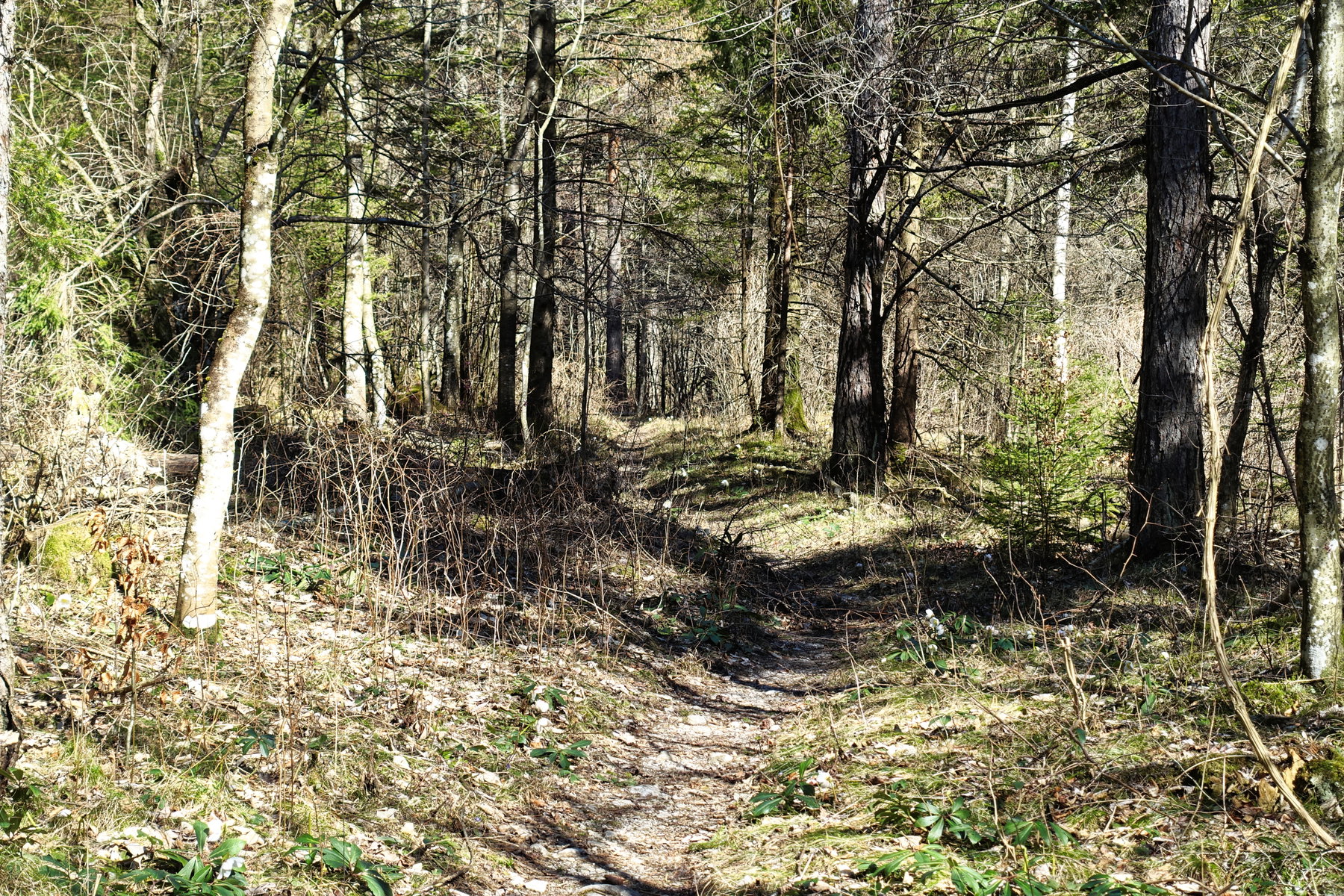 Weg entlang der Erlauf. Foto: Martin Heppner