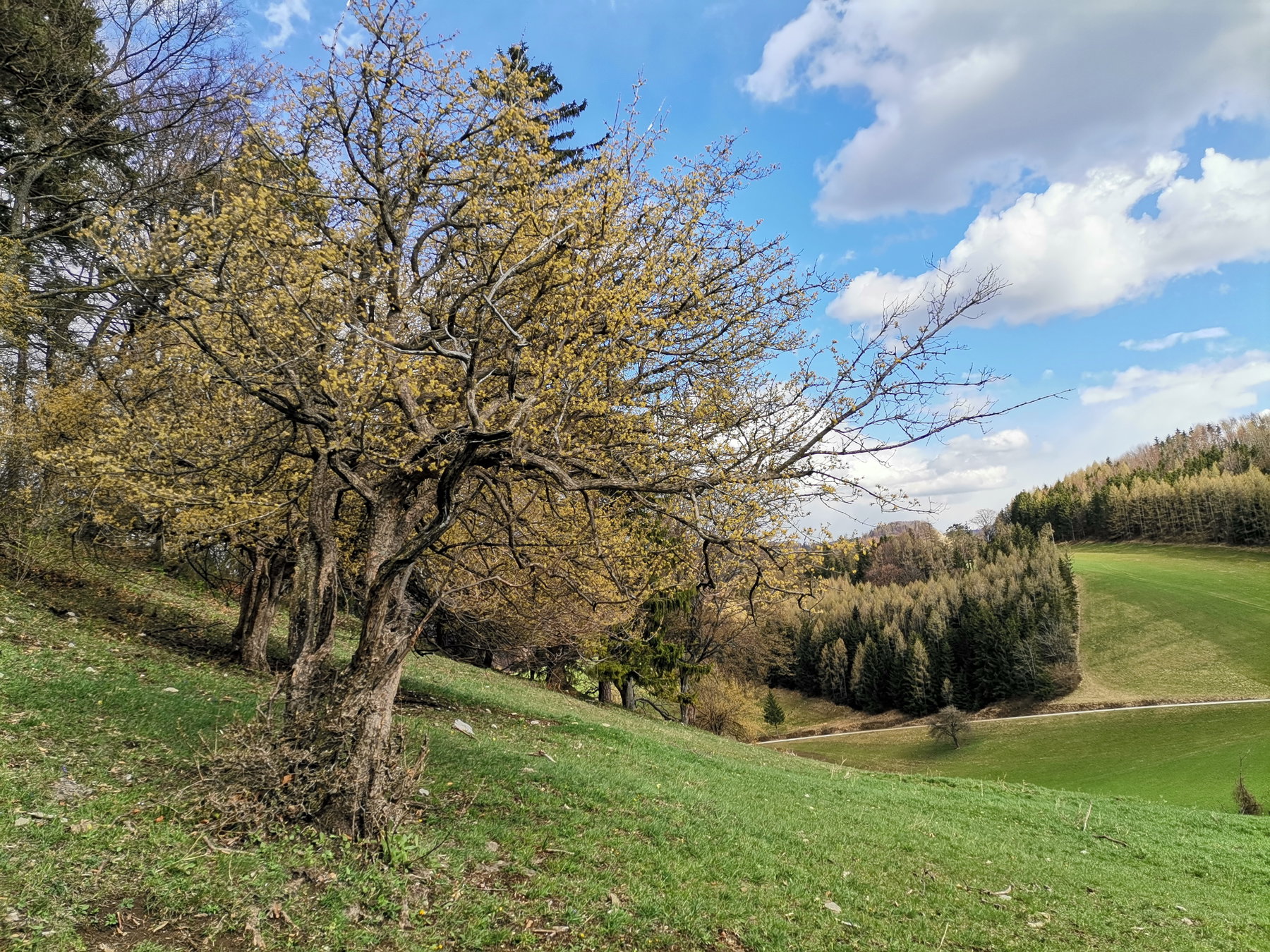 Aprilwetter am Geisbühel