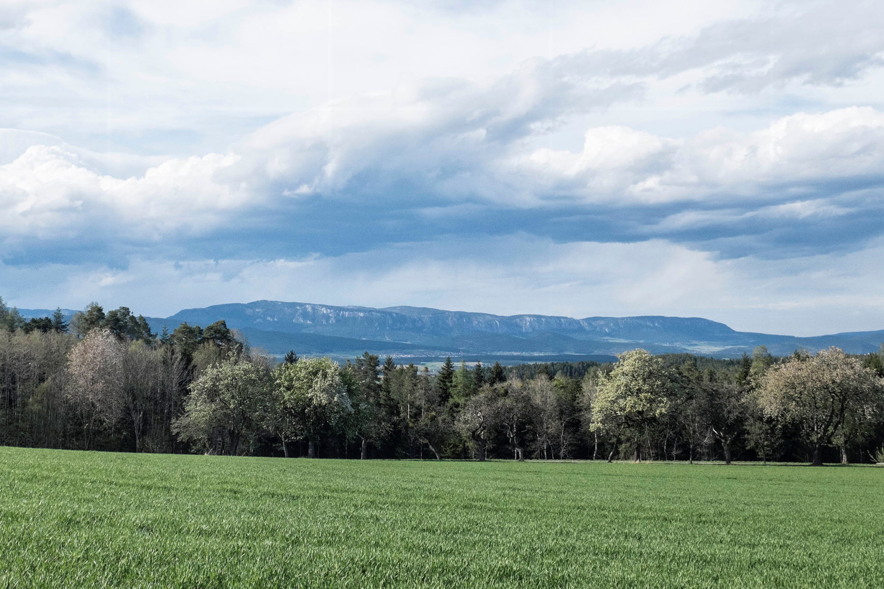 Die Hohe Wand in ihrer ganzen Länge. Foto: Birgit Reiter