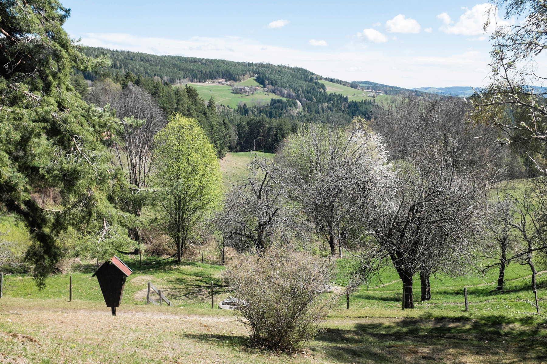 Lichtung nach dem Kirchgraben. Foto: Birgit Reiter
