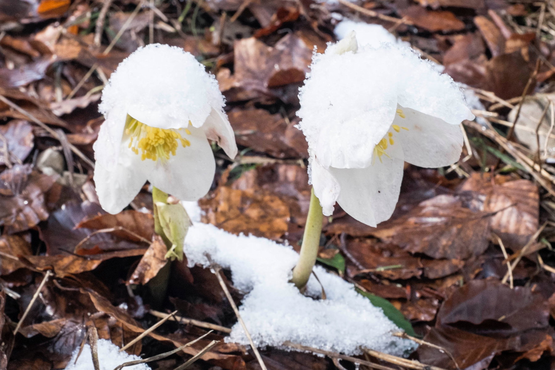 Mit der BRB zu den Schneerosen am Kufsteiner Stadtberg