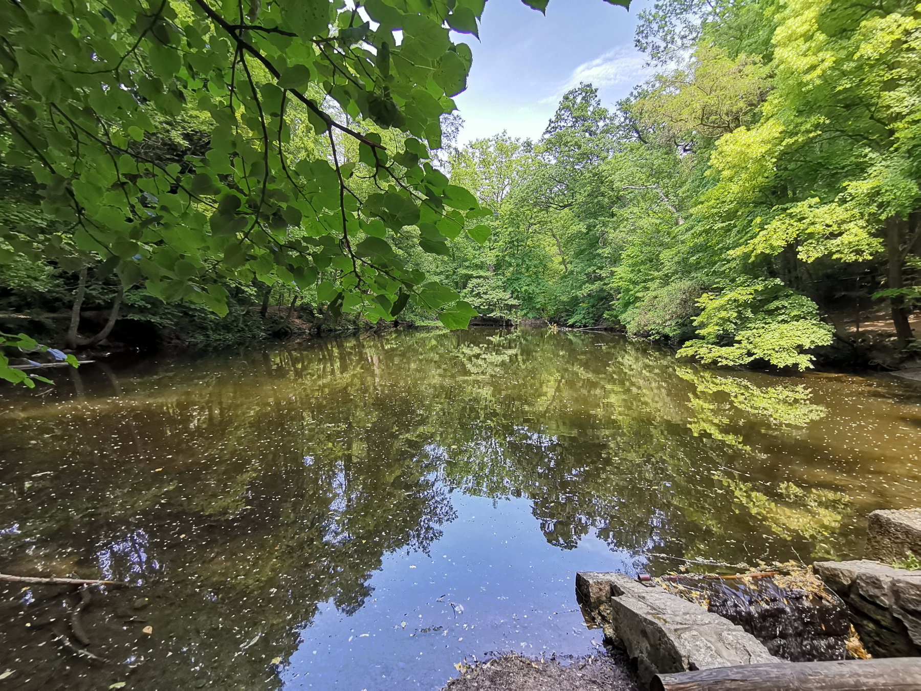 Im Dehneparkteich...