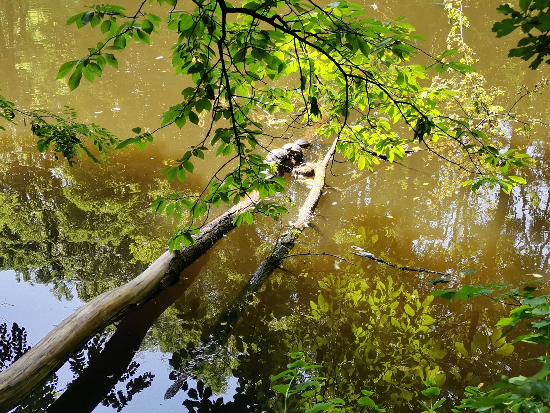 ...leben Sumpfschildkröten :-) Fotos Veronika Schöll