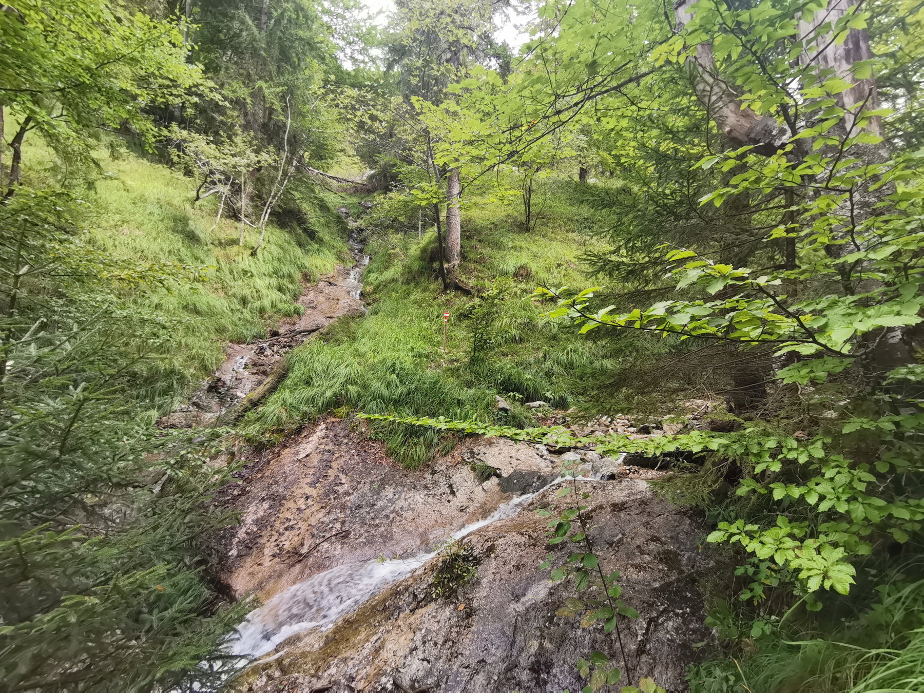 Wald, Wiese, Bächlein. Foto Veronika Schöll