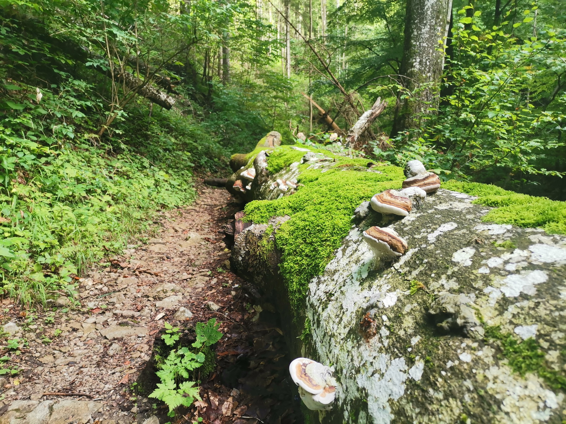 Zauberwald. Foto Veronika Schöll