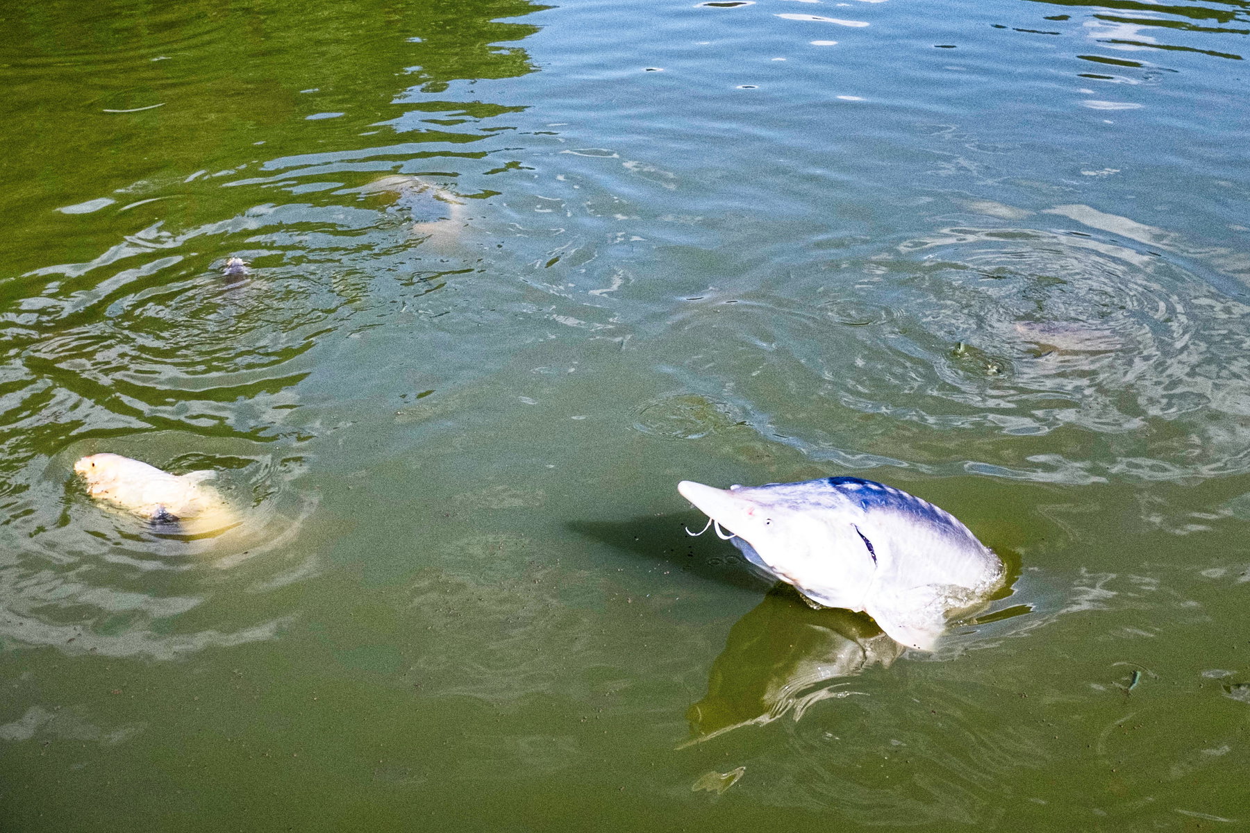 Ziemliche Kaliber im Fischteich. Foto: Birgit Reiter