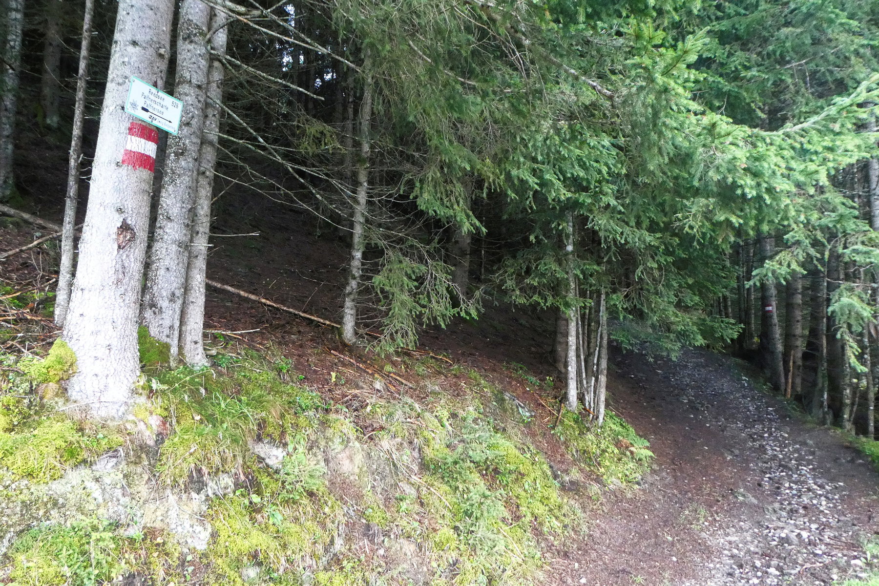Der markierte Weg ist gefunden. Foto: Karl Plohovich