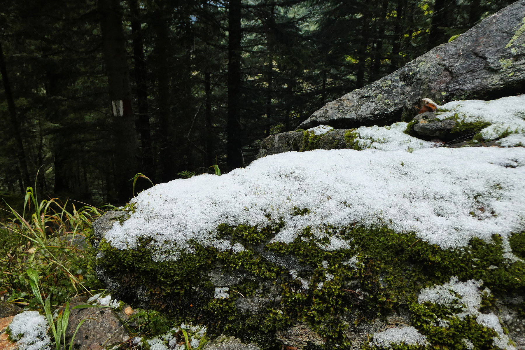 Schneemoosfelsen. Foto: Karl Plohovich