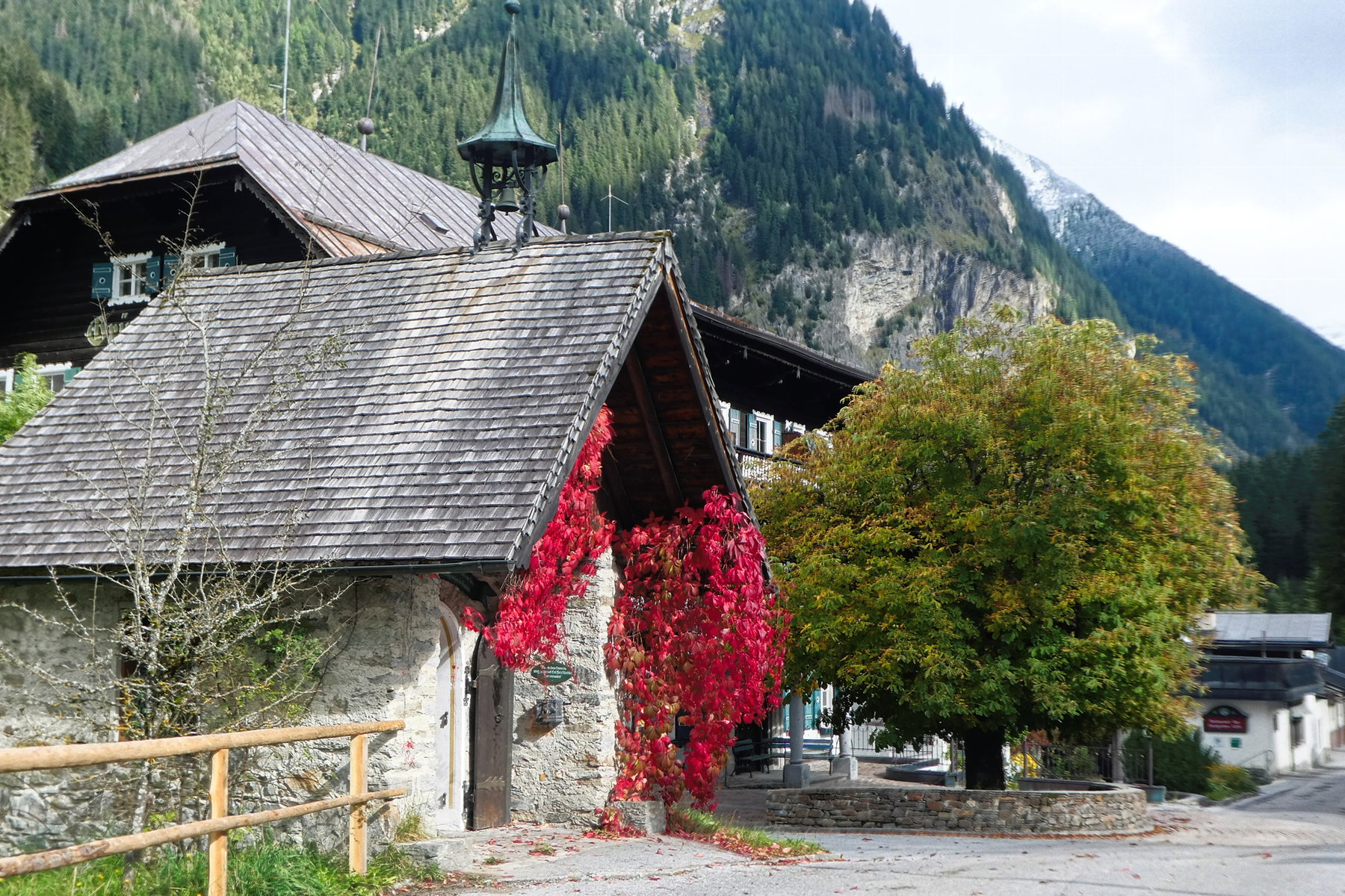 Grüner Baum (Kastanie) mit Rotwein. Foto: Karl Plohovich