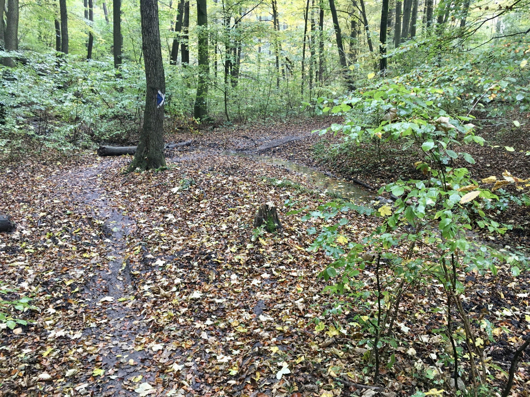 Schöner Trail nach Weidlingbach. Foto Veronika Schöll