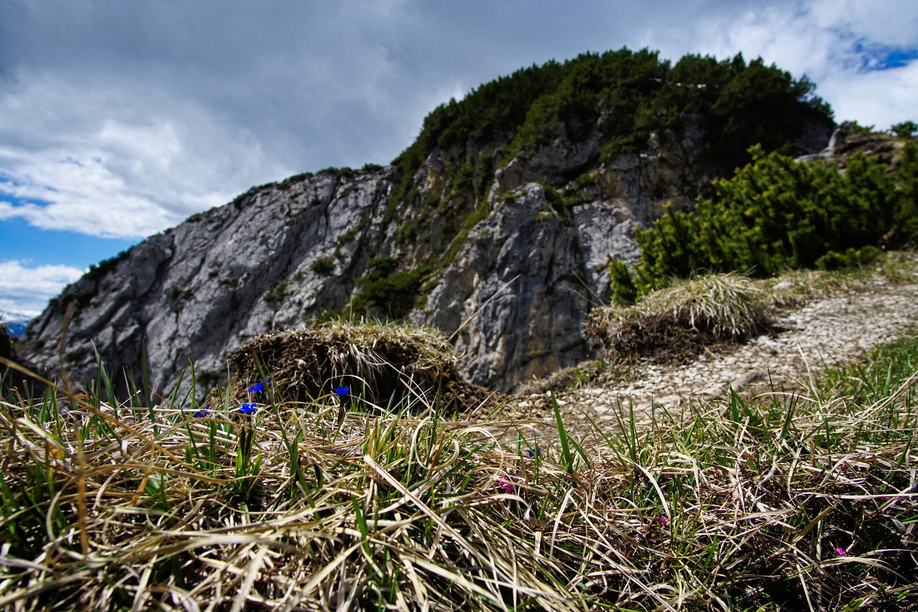 Im Vordergrund frischer Frühlingsenzian, im Hintergrund der felsige abgehobene Haller Zunterkopf. Foto: Protect Our Winters Austria (POW AT)