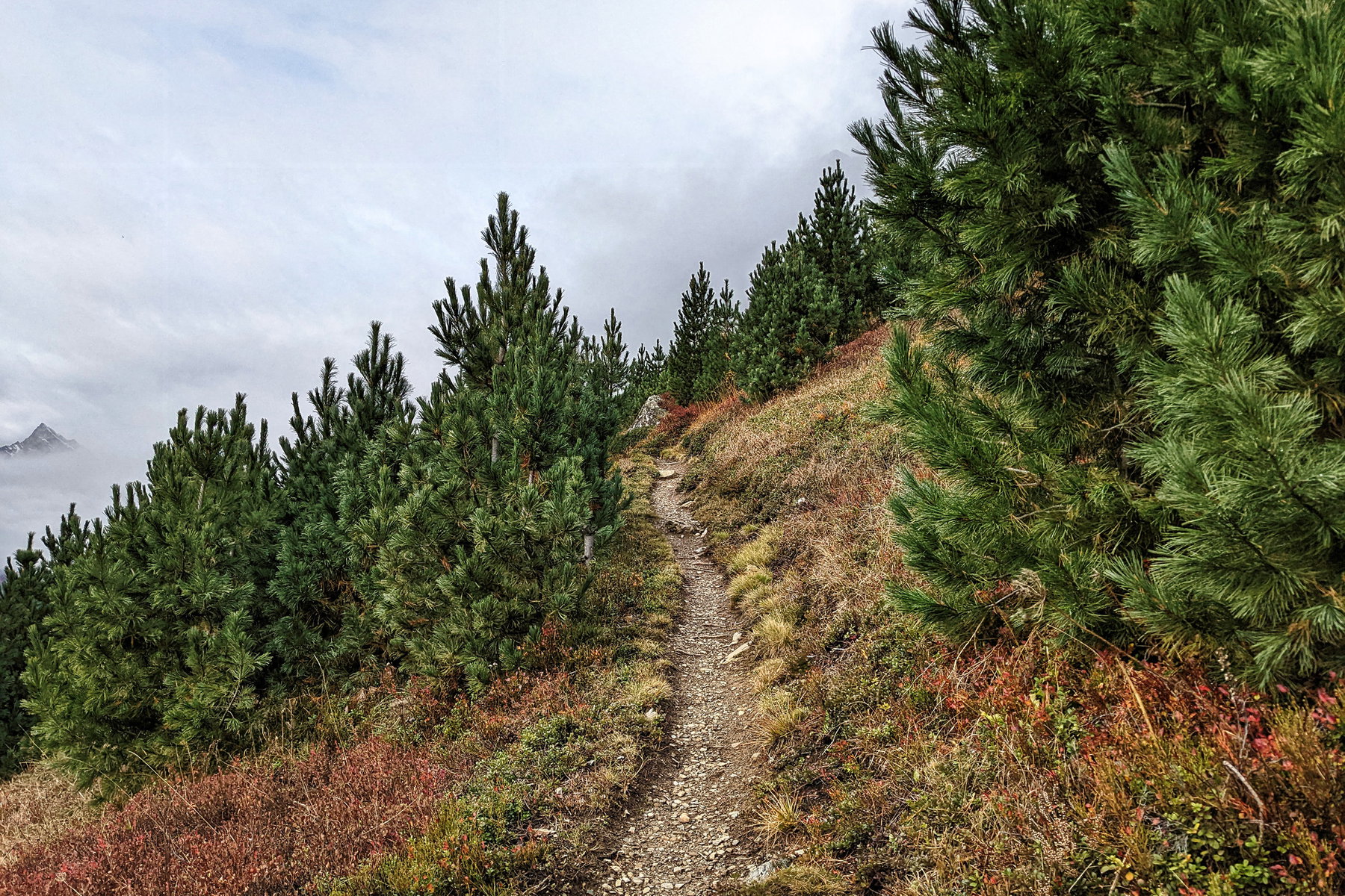 Hohe Köpfe