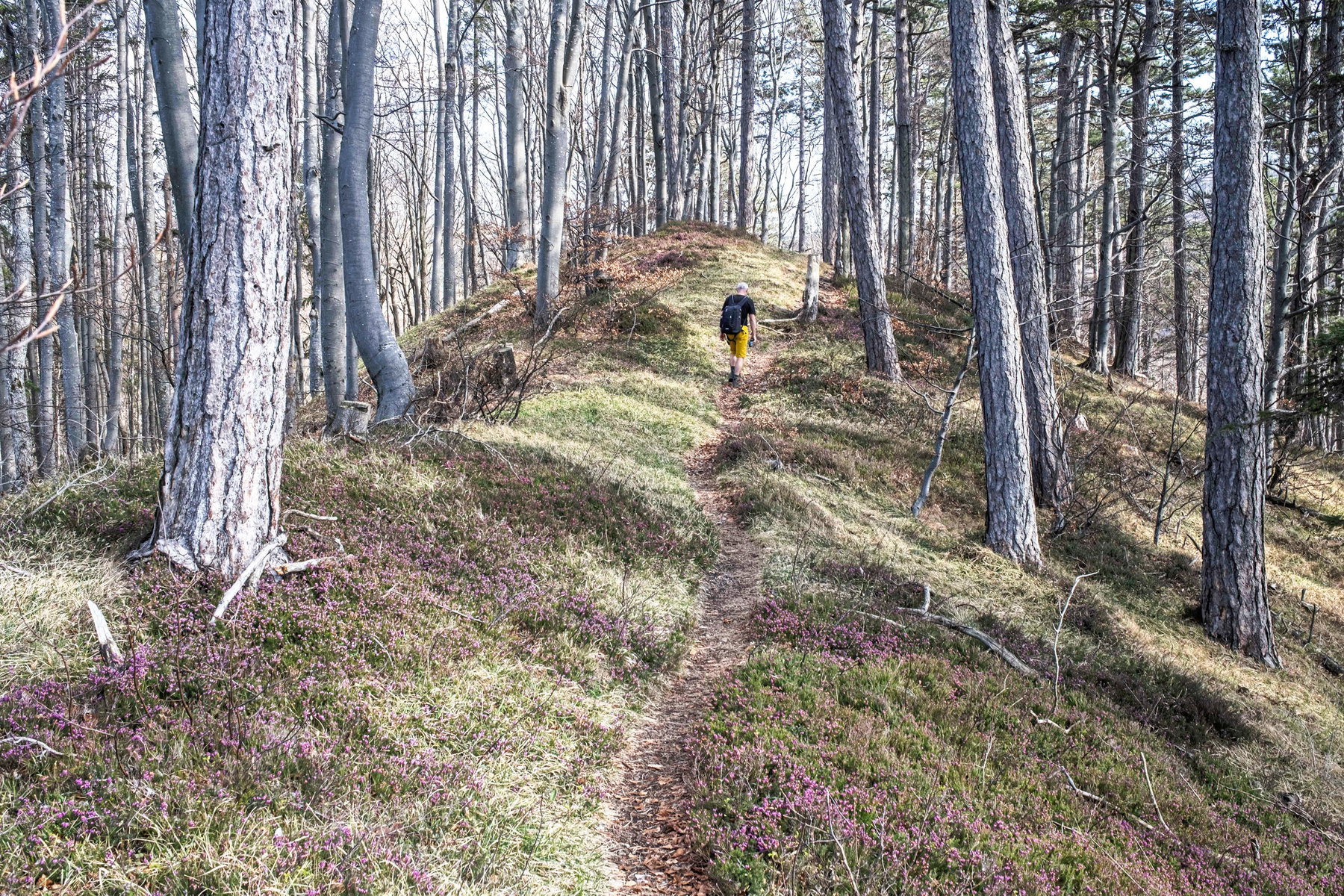 2-Tages Frühlingstour durch die Gutensteiner Alpen: von Hainfeld über die Araburg, das Kieneck und den Unterberg nach Gutenstein