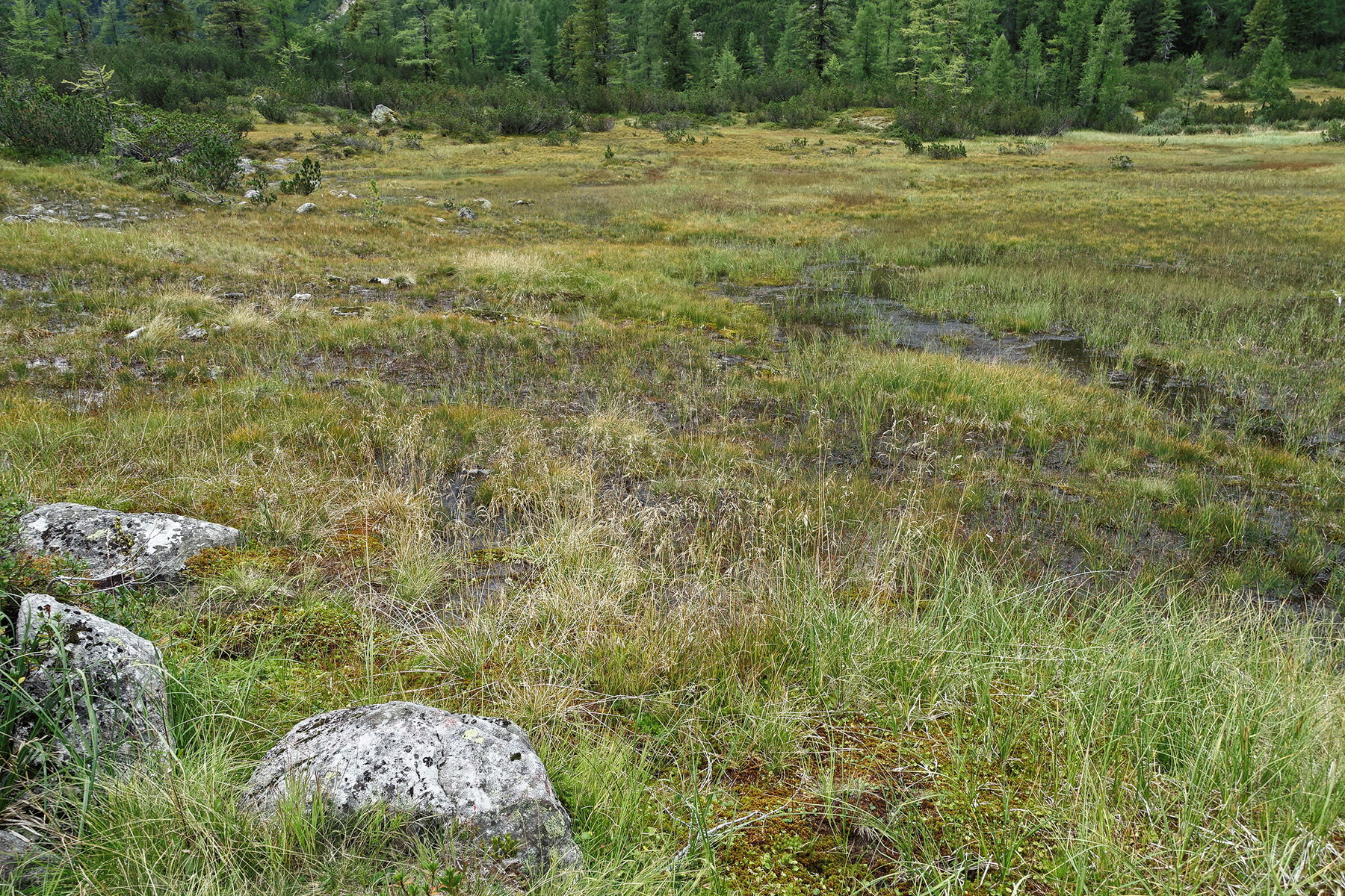 Moor im Kühkar. Foto: Gerold Petritsch/Herbert Fuchs