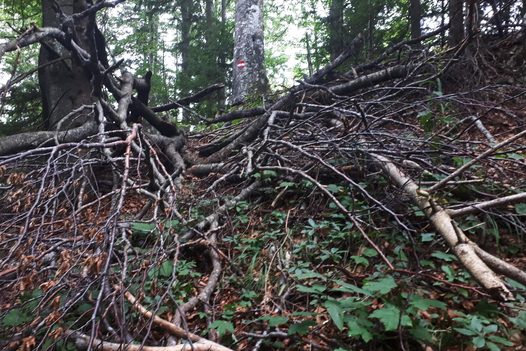 Sturmschäden. Foto: Gerold Petritsch