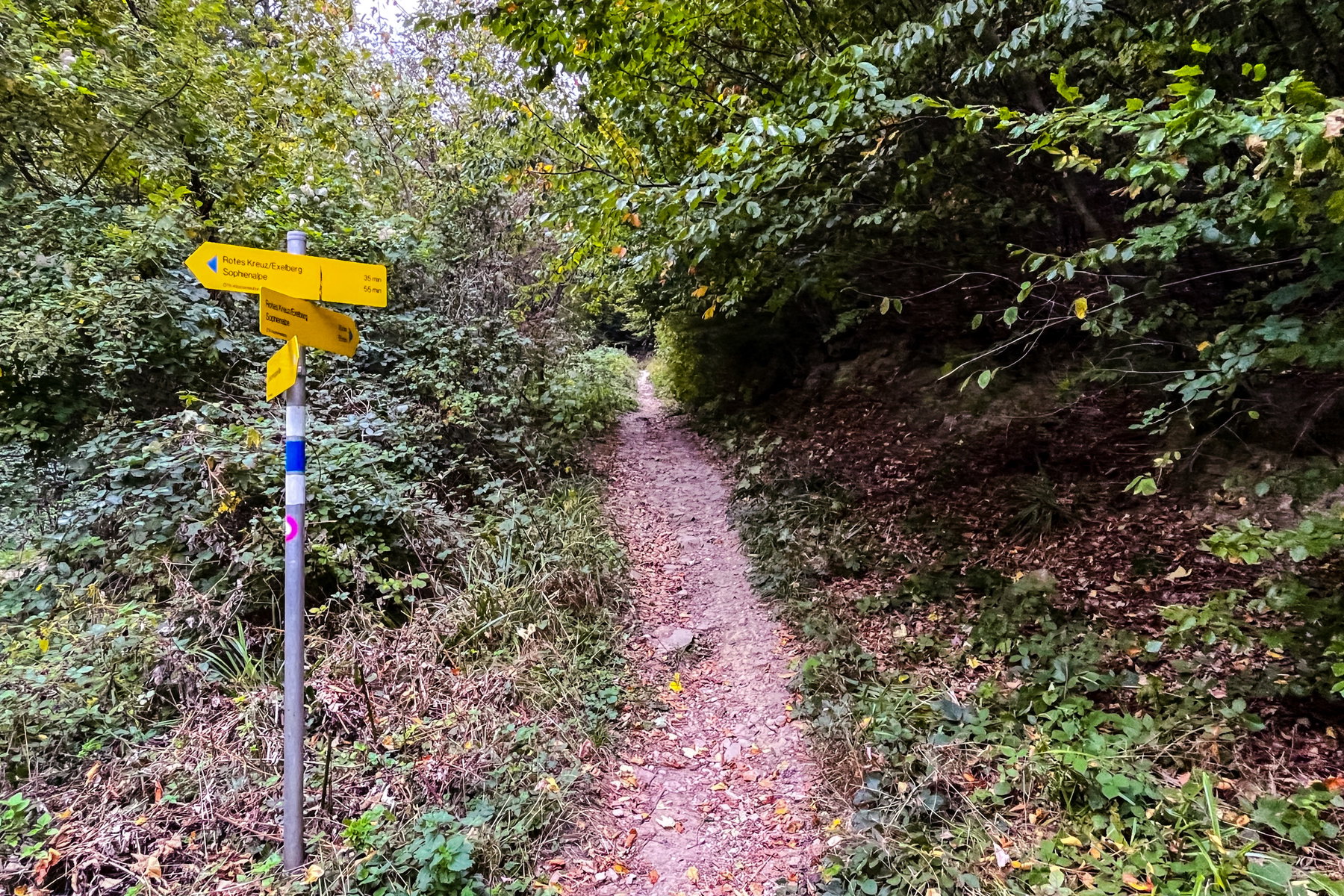 Der richtige Weg beim Wegweiser ‘Rotes Kreuz/Sophienalpe und Exelberg’. Foto Birgit Matzinger