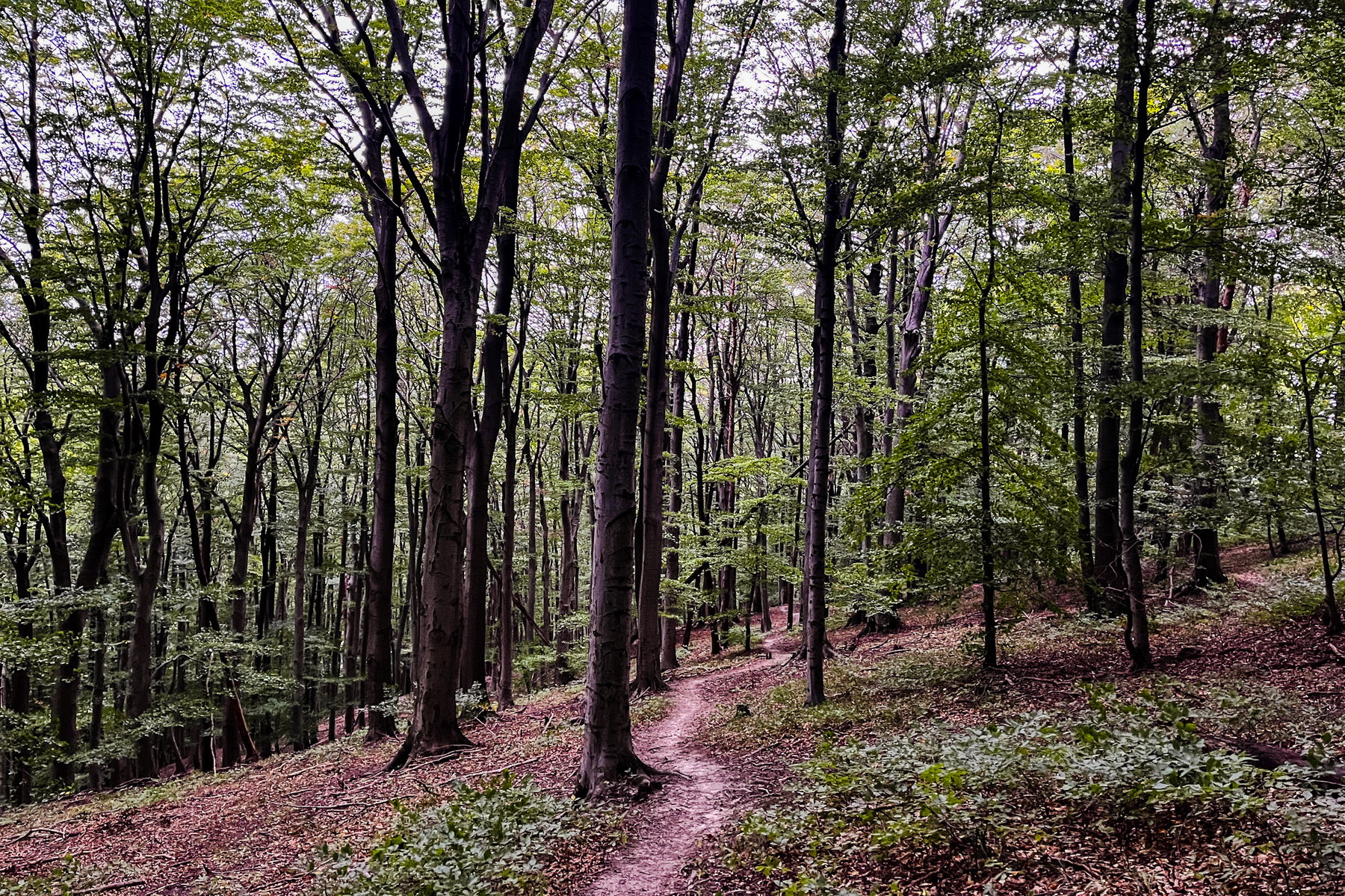 Wunderschöner Waldweg. Foto Birgit Matzinger