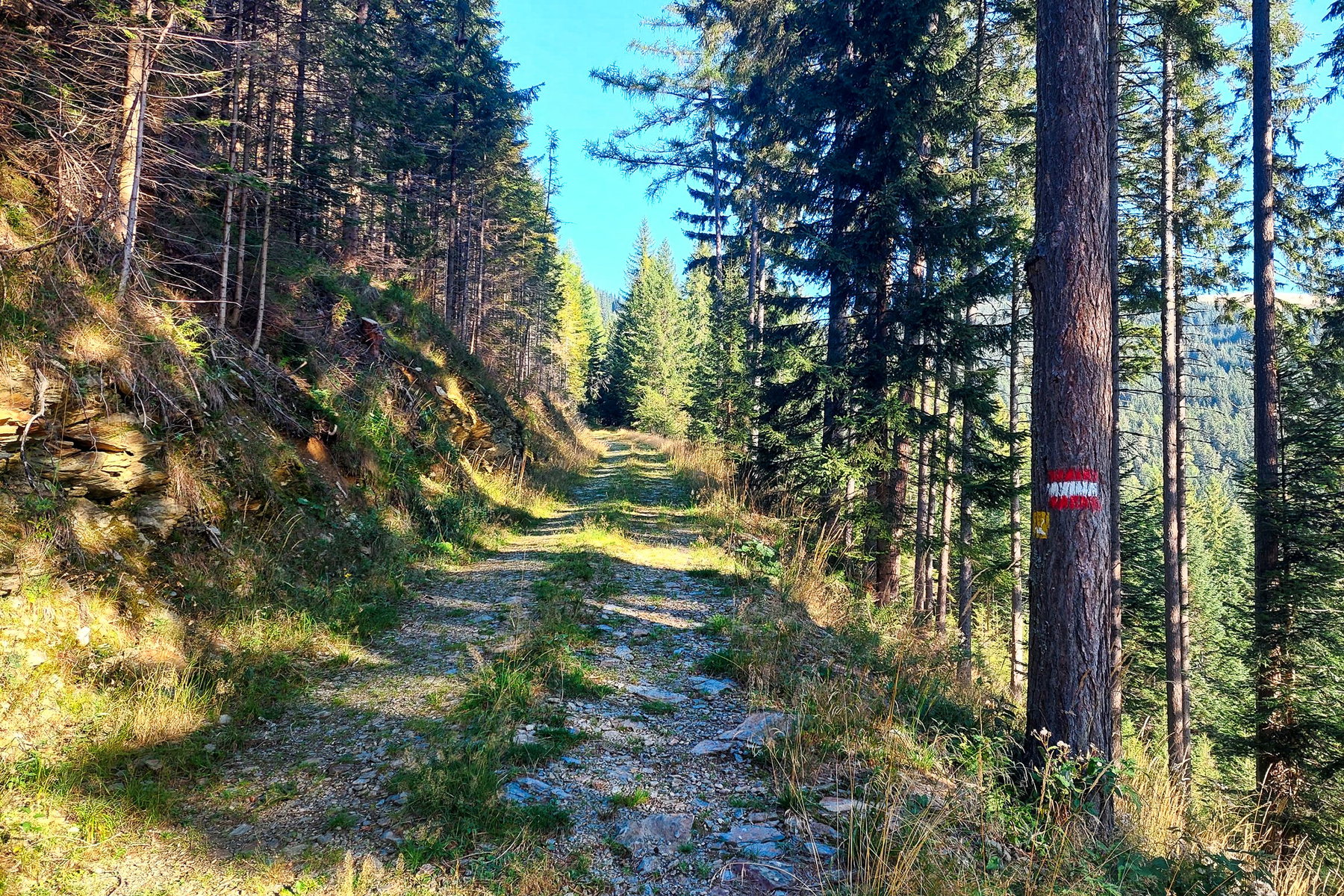 Durch den Wald hinauf, dem Planetenweg folgend. Foto: Alice Frischherz