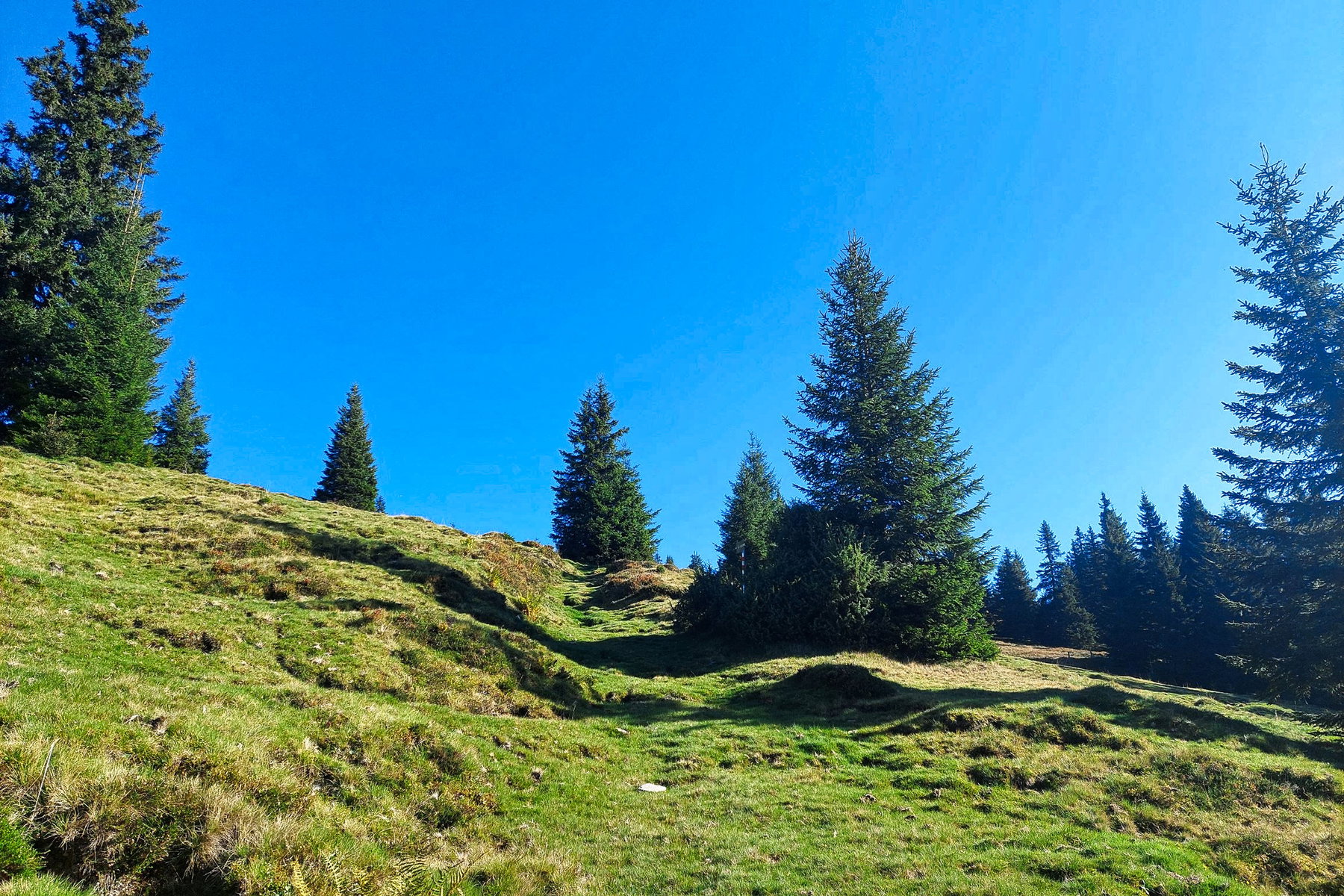 Am Ende des Waldes, hinauf über die Wiese. Foto: Alice Frischherz