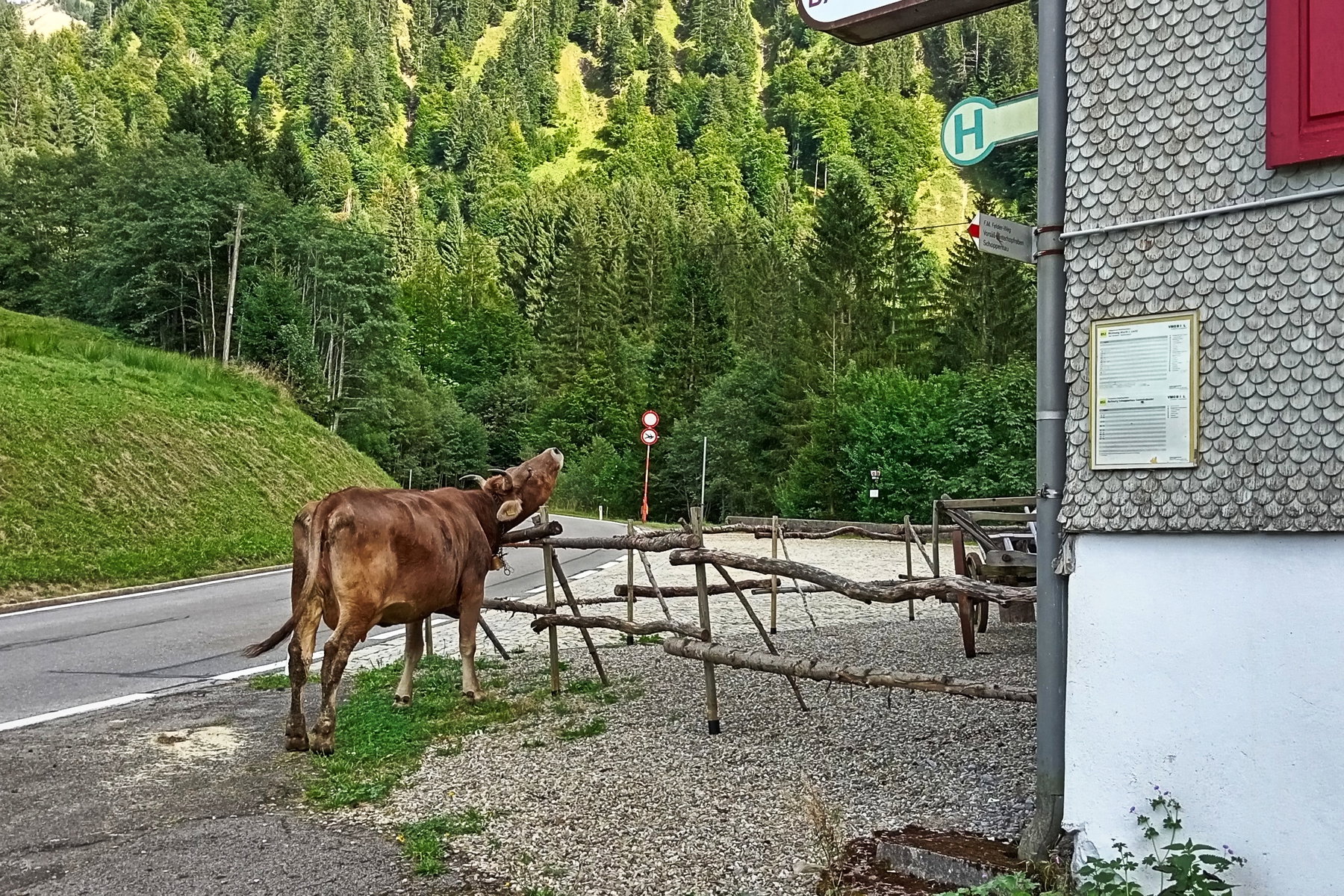 Tierische Gesellschaft an der Bushaltestelle. Foto: Norman und Lisa