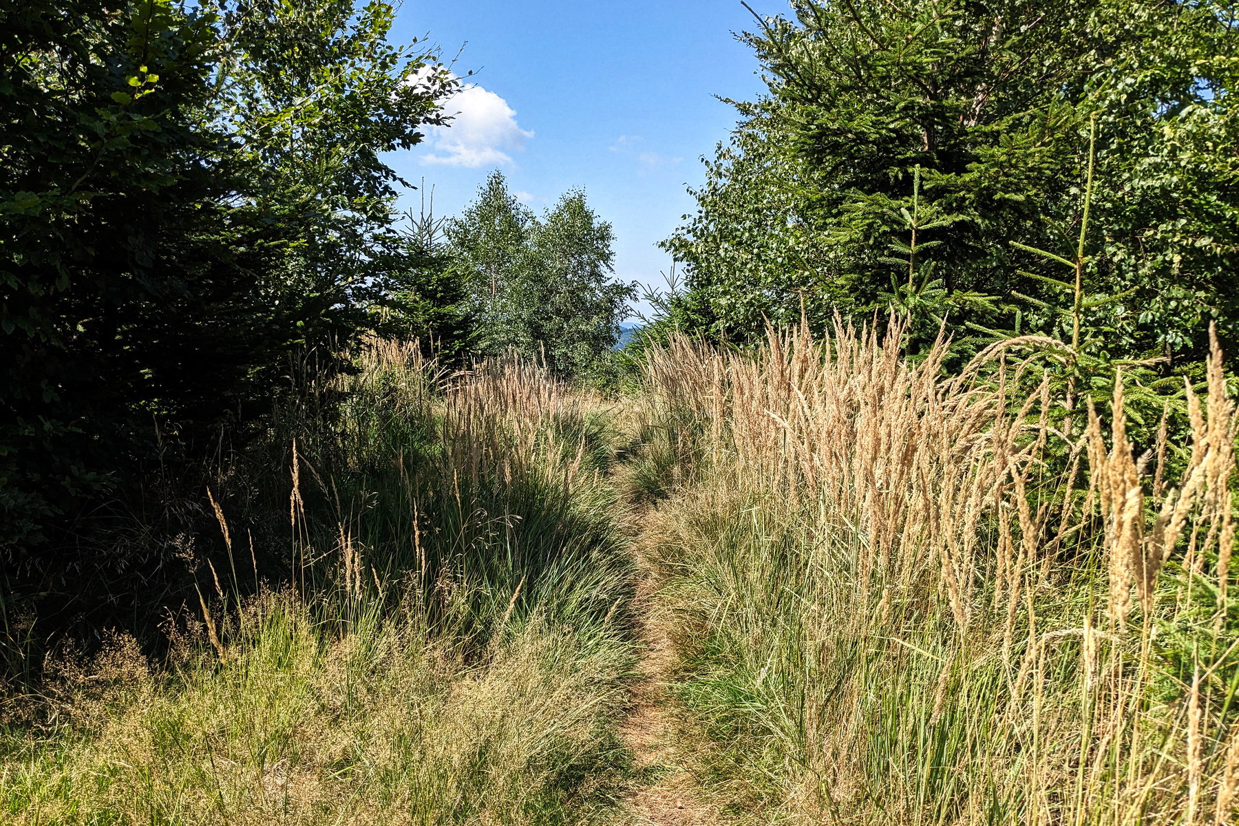Hier fährt bestimmt kein Fahrrad, es müssen also auch einige Leute den Hausruckwald erwandern oder erlaufen. Foto: Thomas Obermair