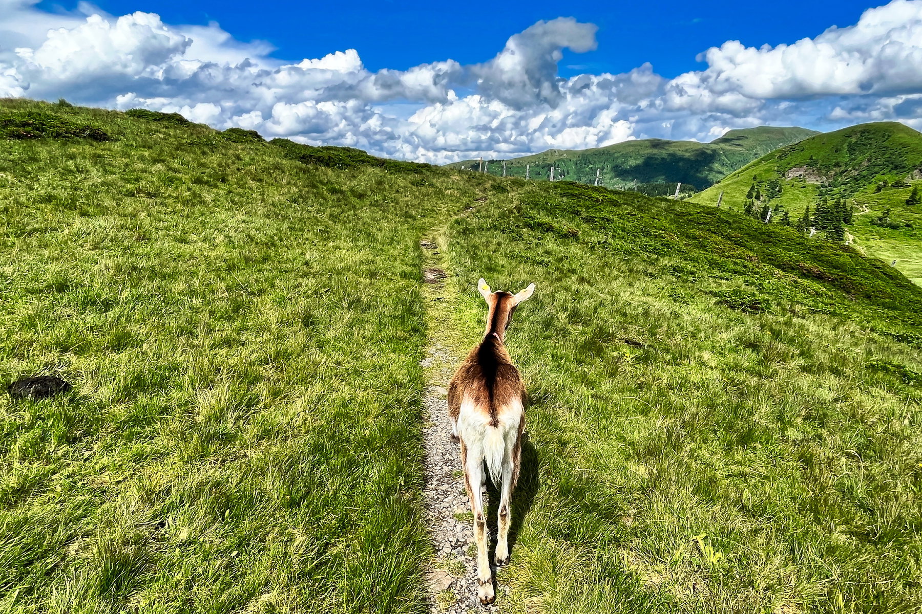 Karnischer Höhenweg Teil 2: Wanderurlaub am Friedensweg