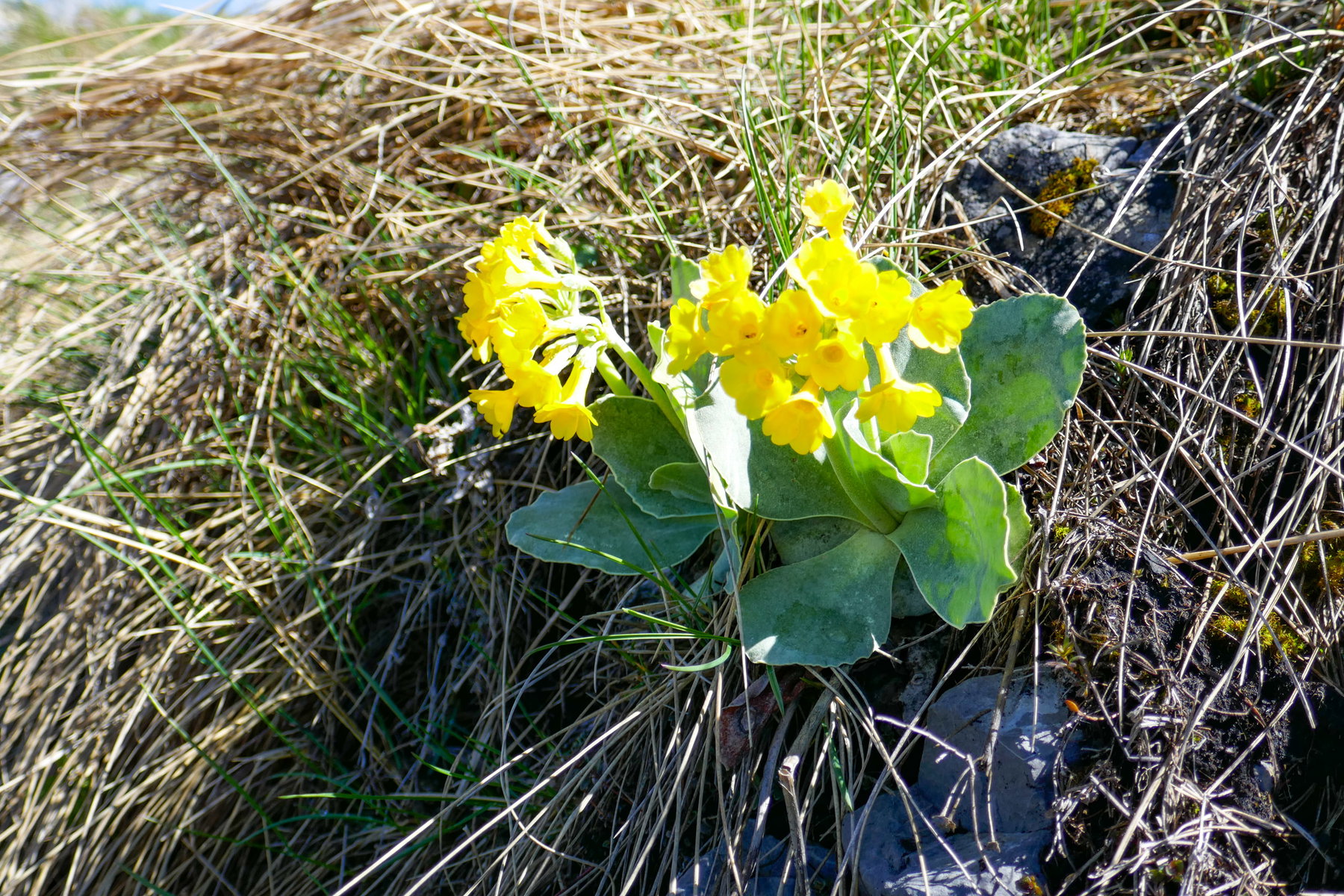 Ein paar Blumen haben es nach dem Winter schon wieder geschafft. Foto: Johannes Siebenbrunner, POW AT