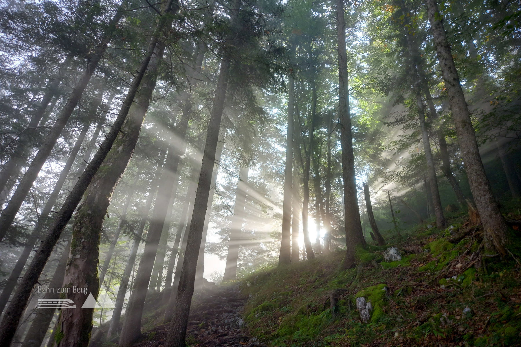 Mystische Stimmung im Wald. Foto: Martina Friesenbichler