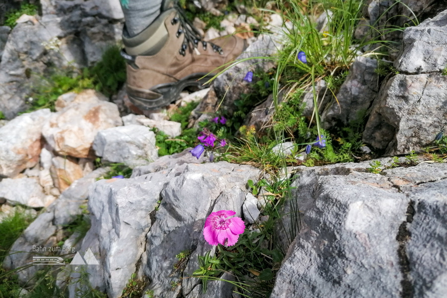 Alpennelke und Wanderschuh. Foto: Sarah Pallauf